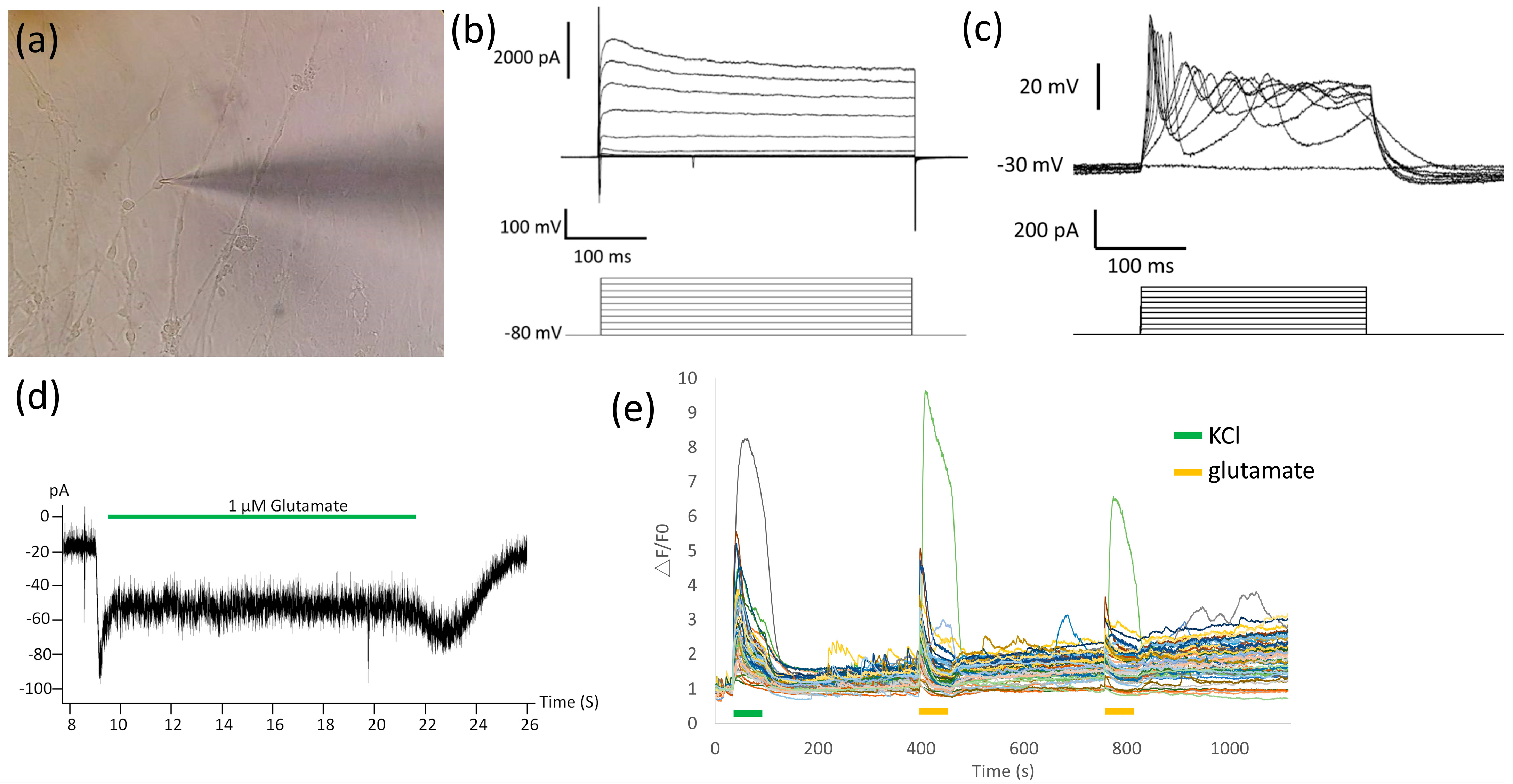 Ijms 23 13462 g004 Ijms 23 13462 g004