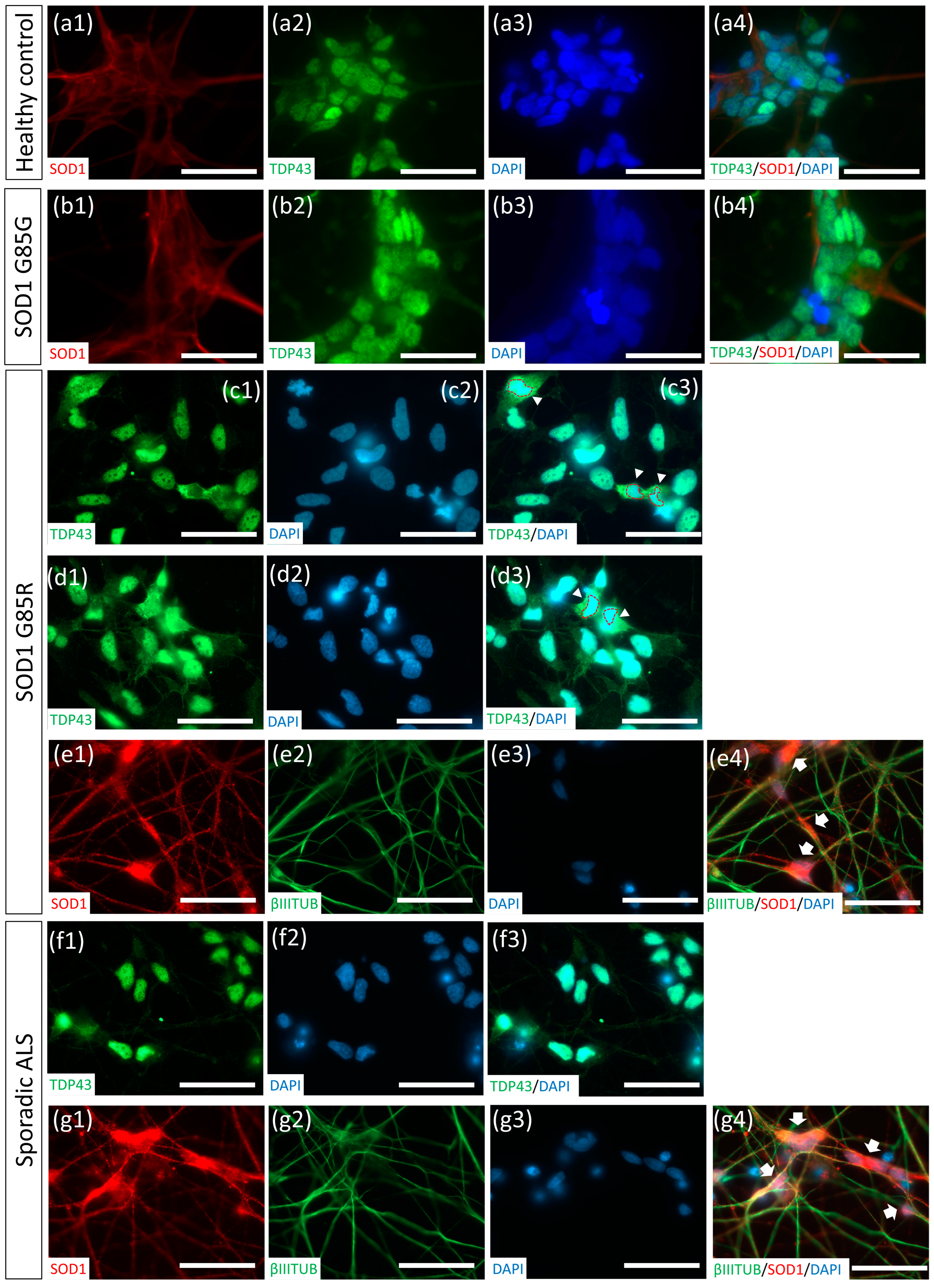 Ijms 23 13462 g006 Ijms 23 13462 g006