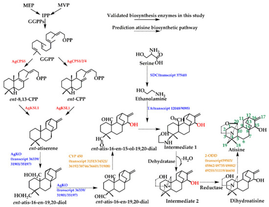 Integrating Metabolomics and Transcriptomics to Unveil Atisine