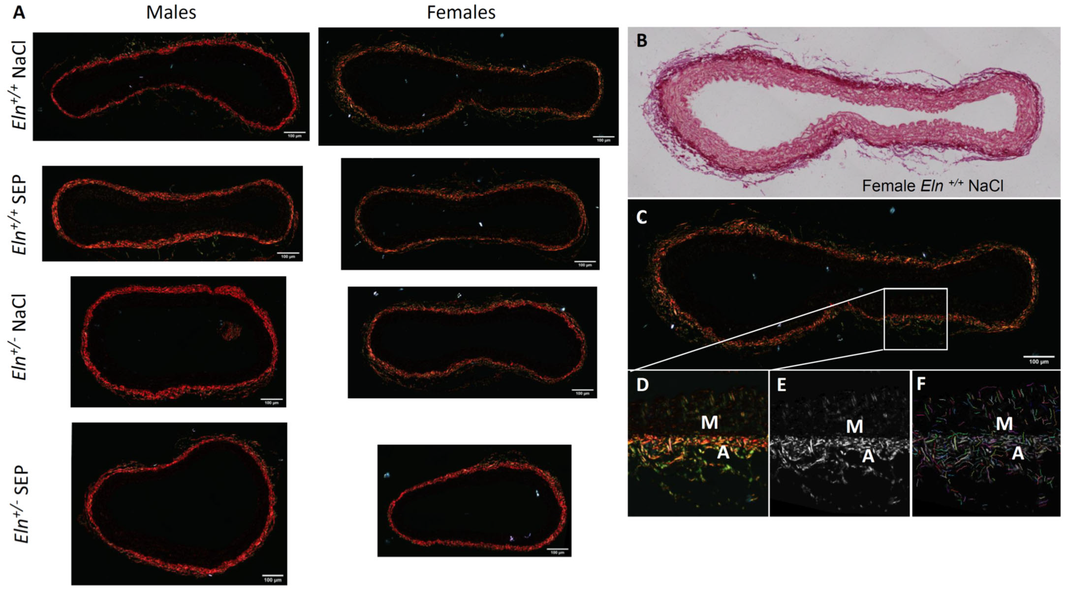 Ijms 23 13464 g007 Ijms 23 13464 g007