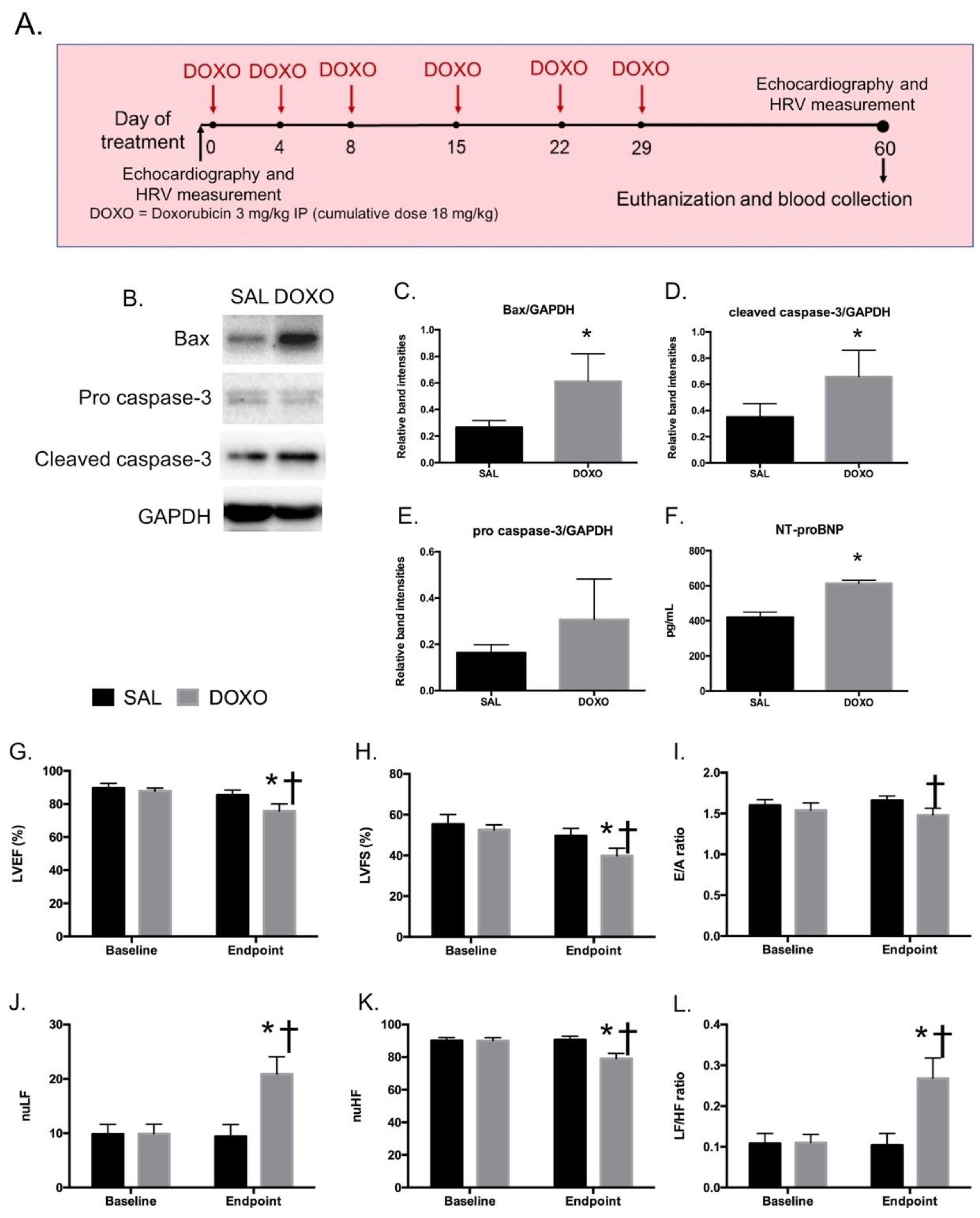 IJMS Free Full-Text Extracellular Vesicles Released after Doxorubicin Treatment in Rats Protect Cardiomyocytes from Oxidative Damage and Induce Pro-Inflammatory Gene Expression in Macrophages