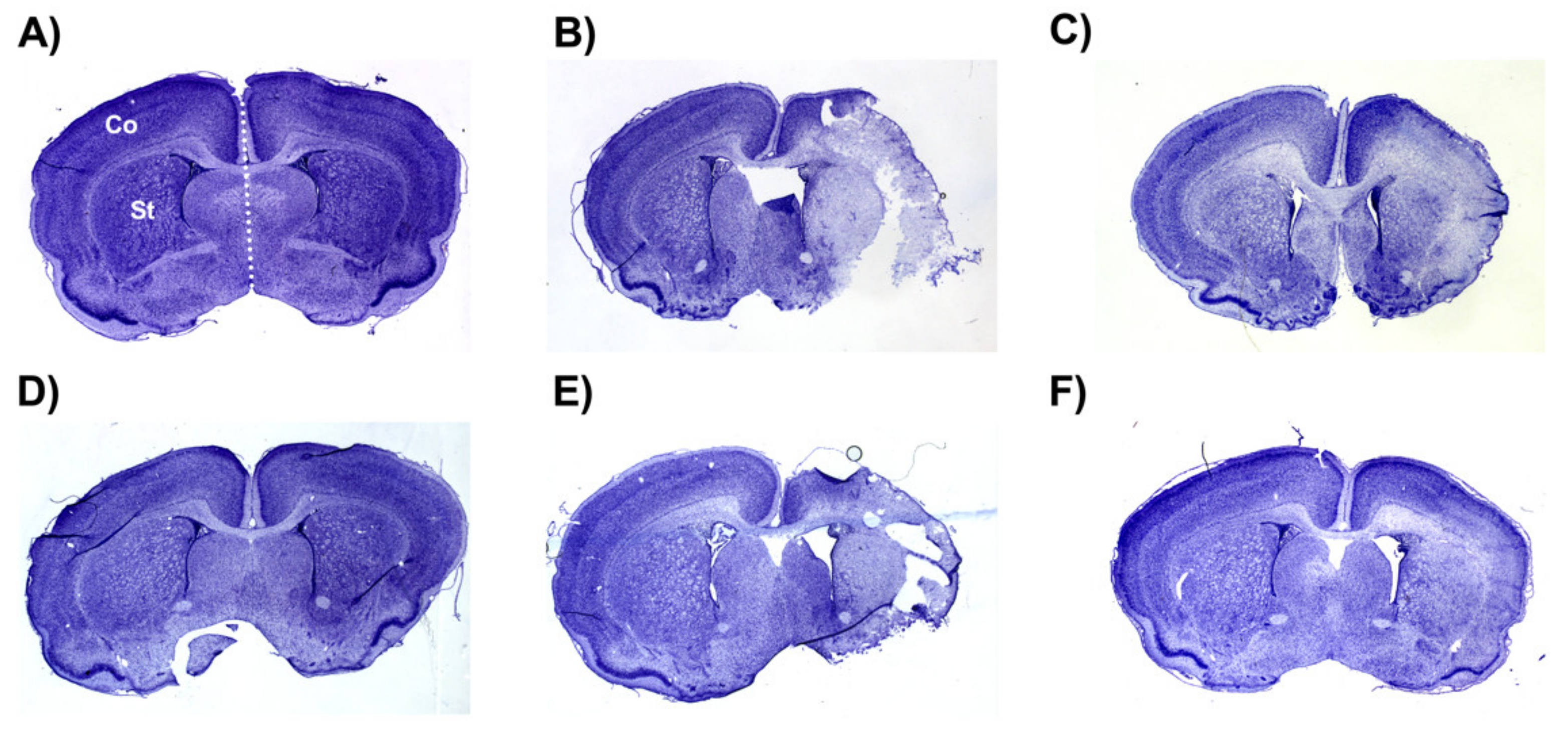 Ijms 23 13473 g007 Ijms 23 13473 g007