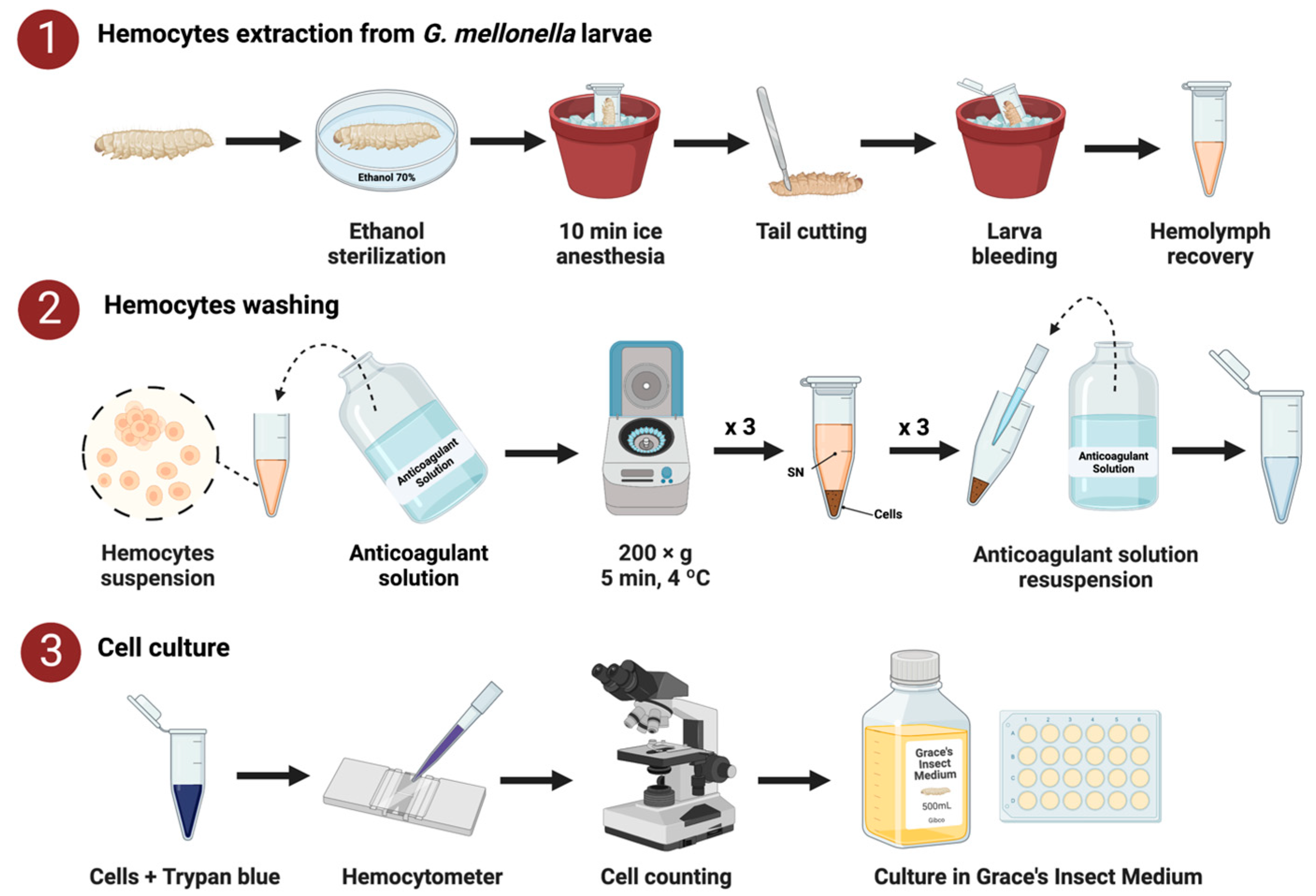 Ijms 23 13483 g001 Ijms 23 13483 g001
