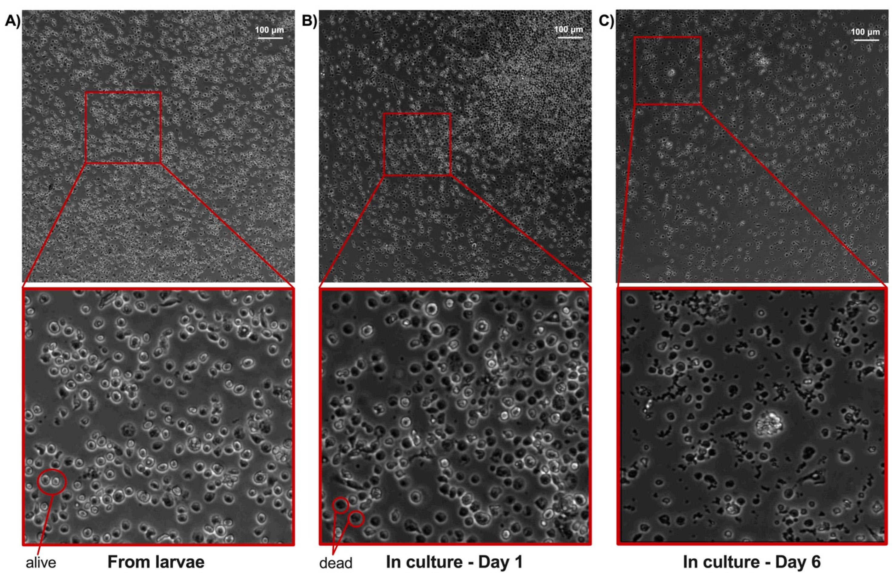 Ijms 23 13483 g002 Ijms 23 13483 g002