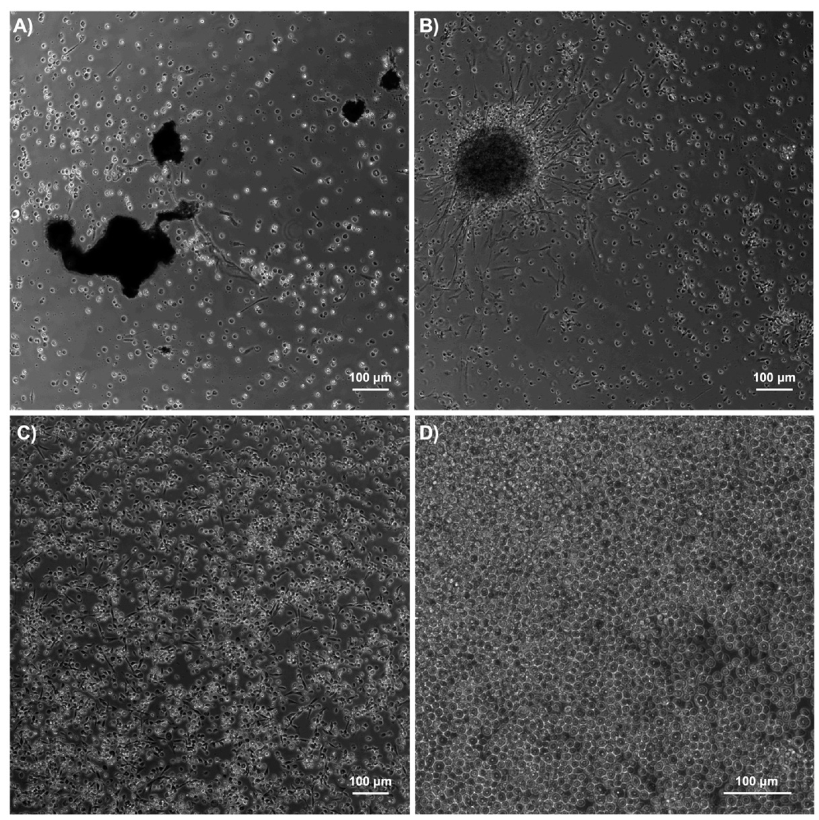 Ijms 23 13483 g004 Ijms 23 13483 g004