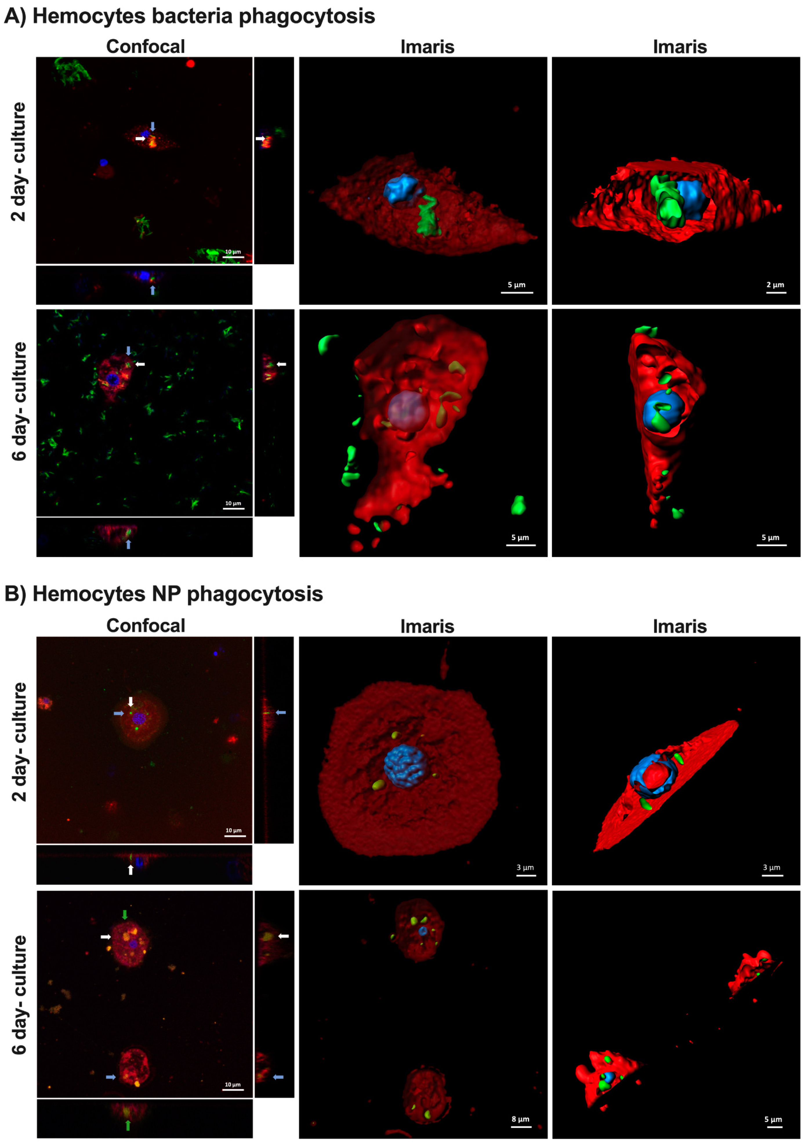 Ijms 23 13483 g007 Ijms 23 13483 g007
