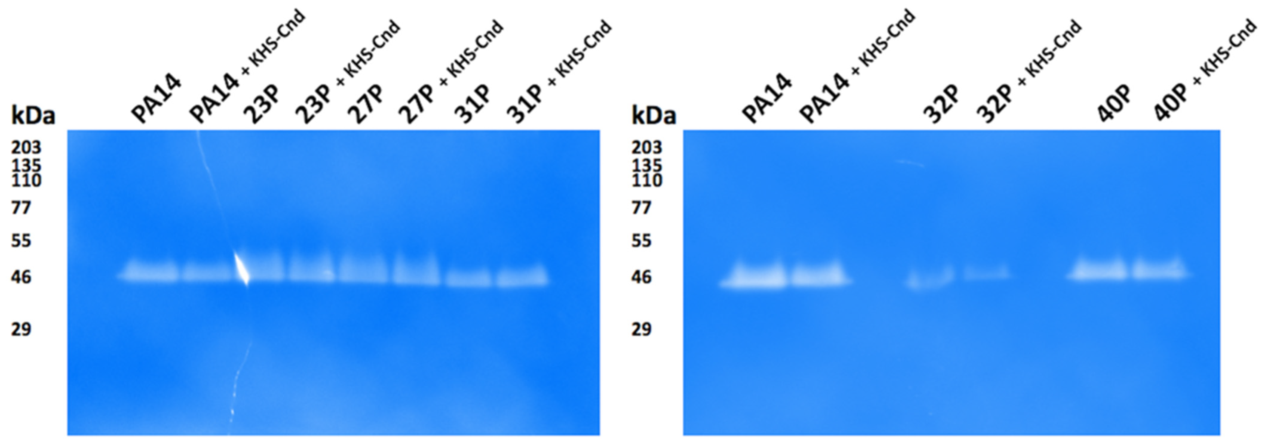 Ijms 23 13494 g007 Ijms 23 13494 g007