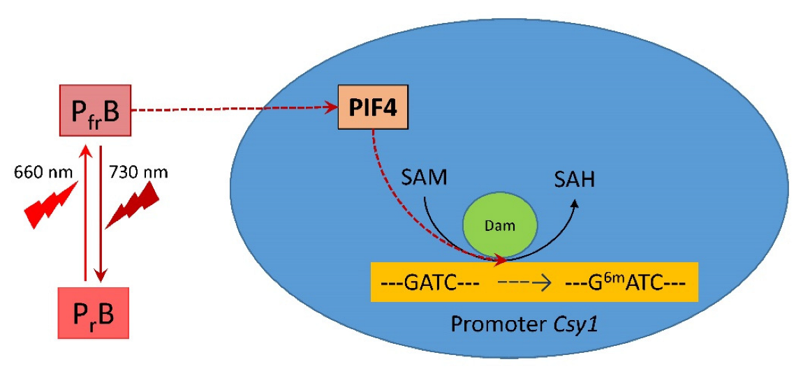 Ijms 23 13495 g008 Ijms 23 13495 g008