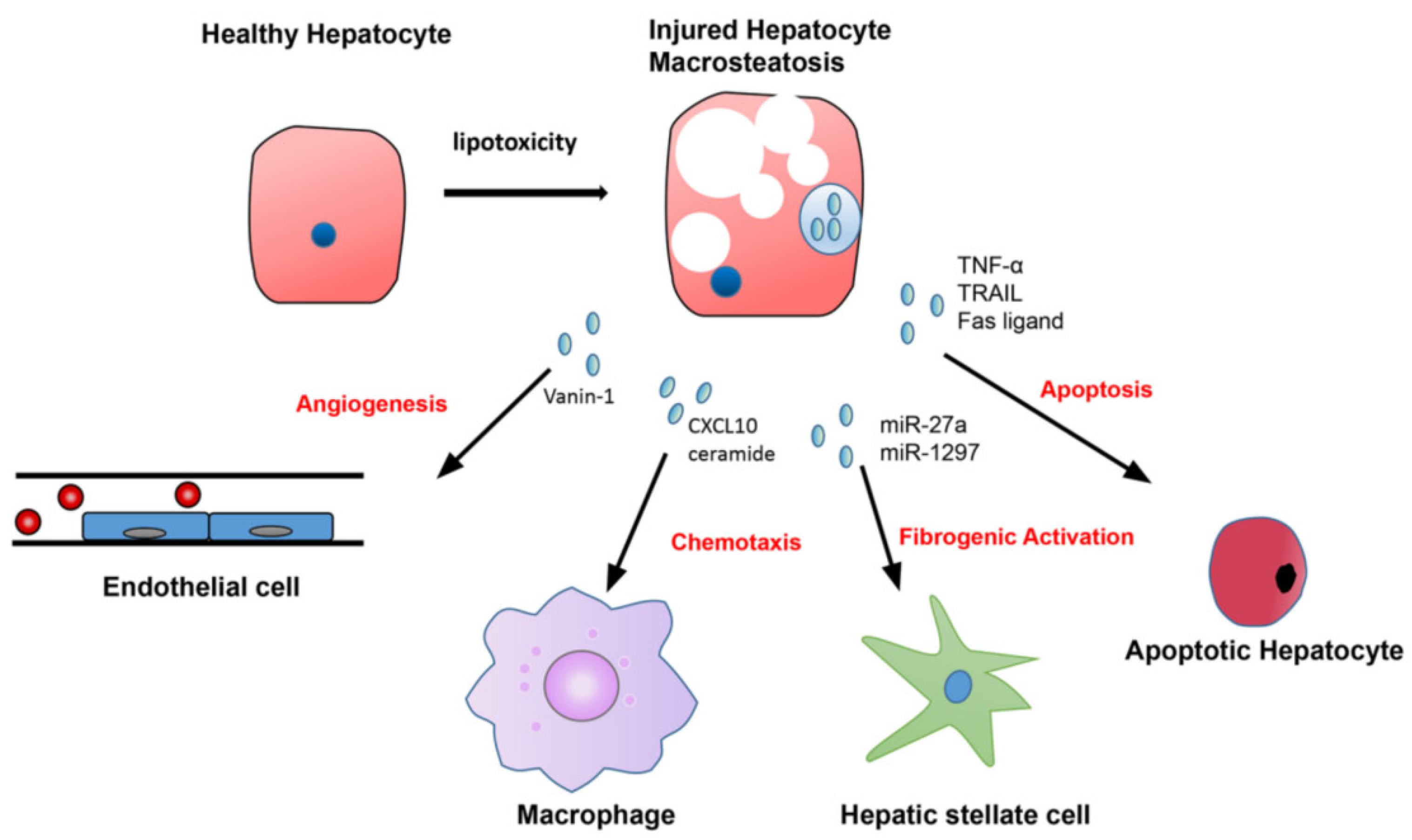 Ijms 23 13501 g004 Ijms 23 13501 g004