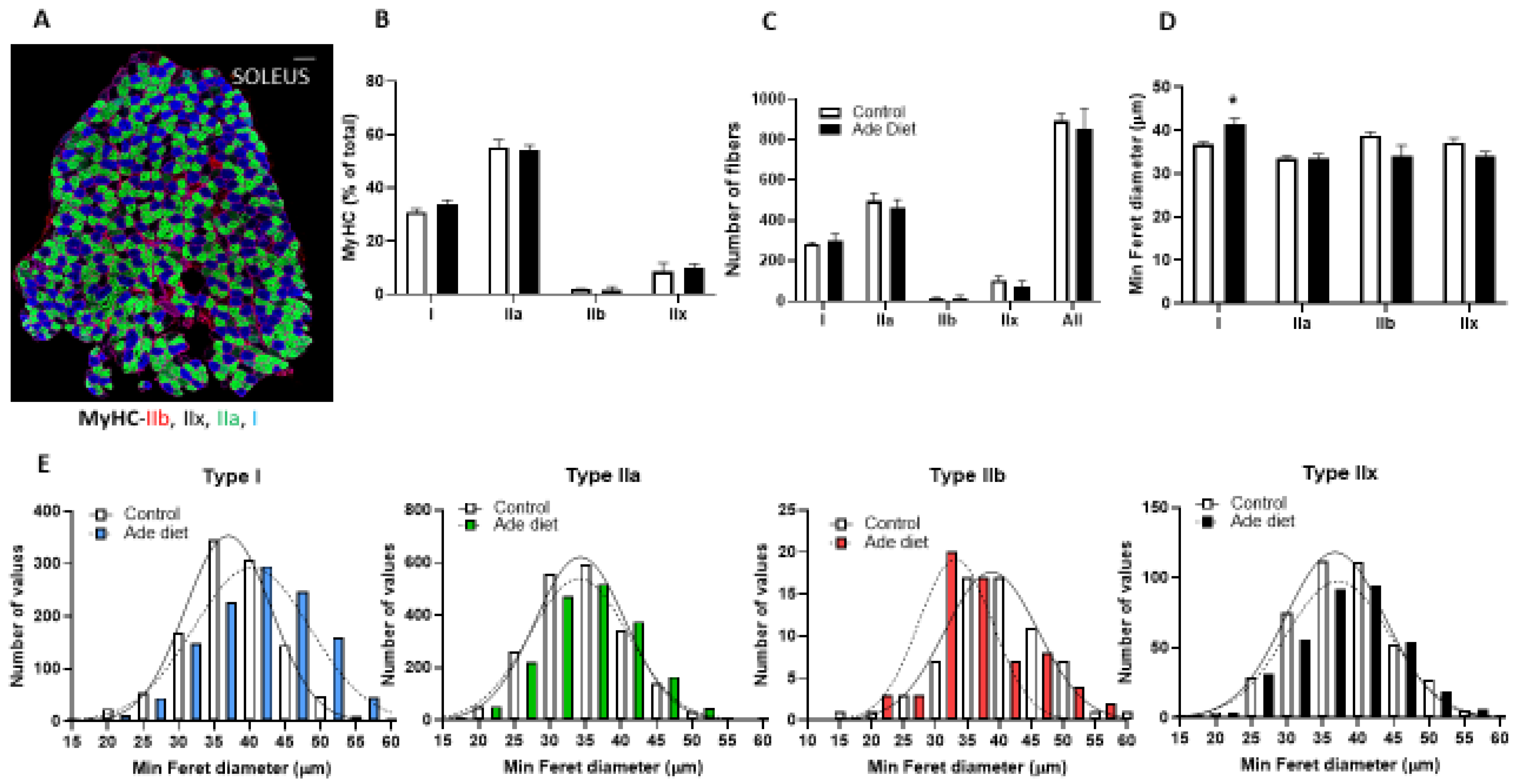 Uremic Myopathy And Mitochondrial Dysfunction In Kidney Disease uremic-myopathy-and-mitochondrial-dysfunction-in-kidney-disease