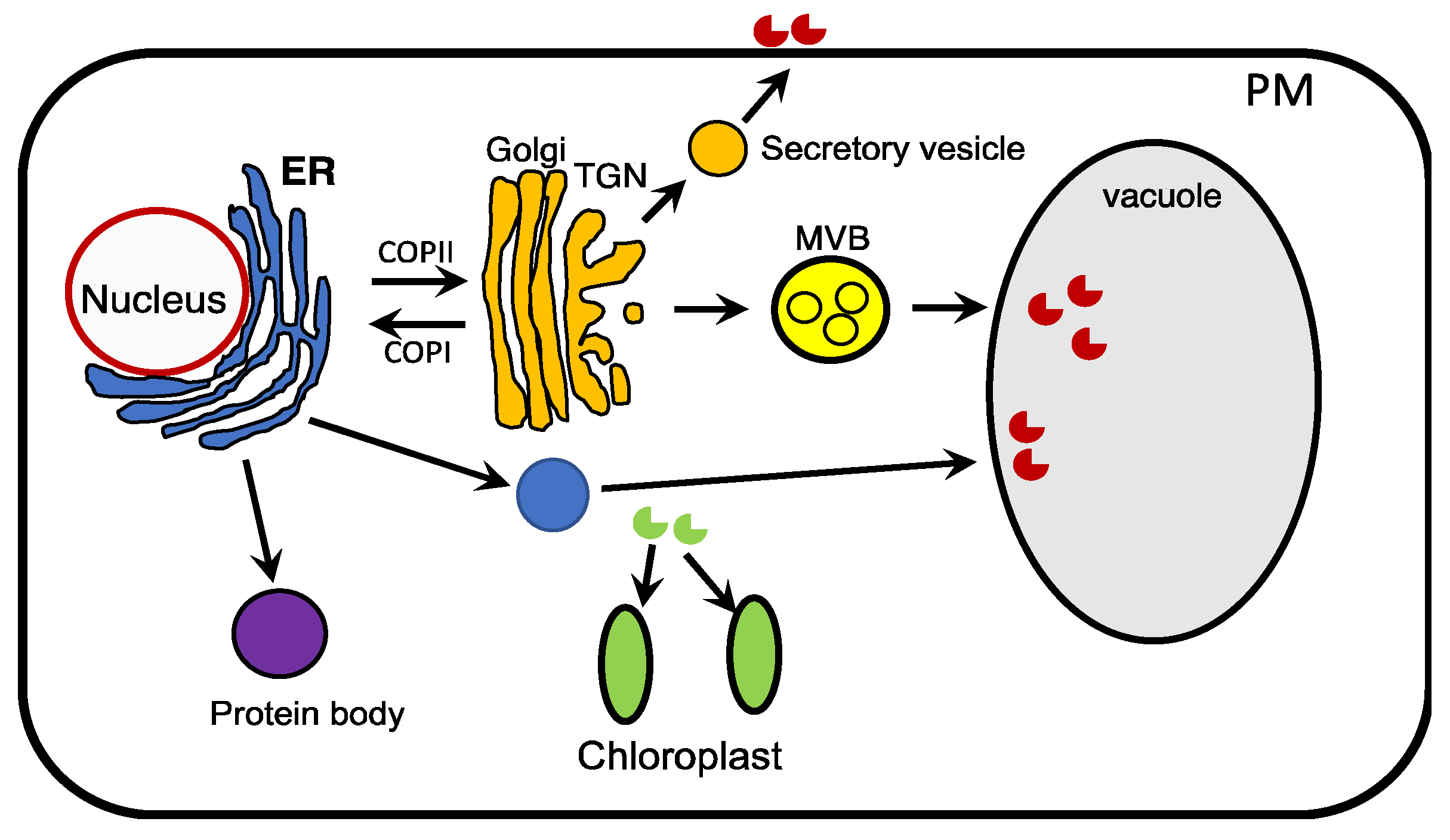 Ijms 23 13516 g004 Ijms 23 13516 g004