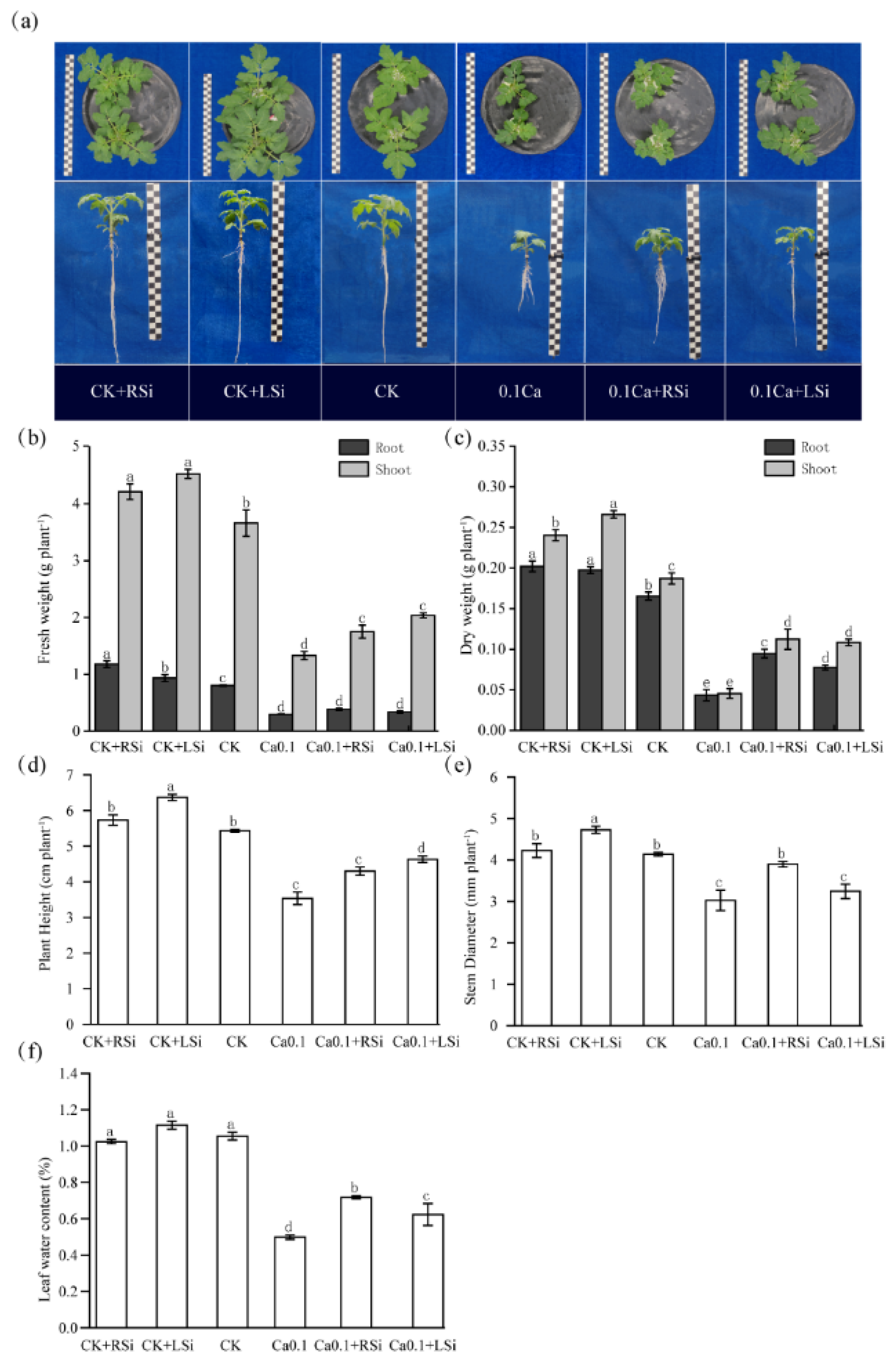 Application of Exogenous Silicon for Alleviating