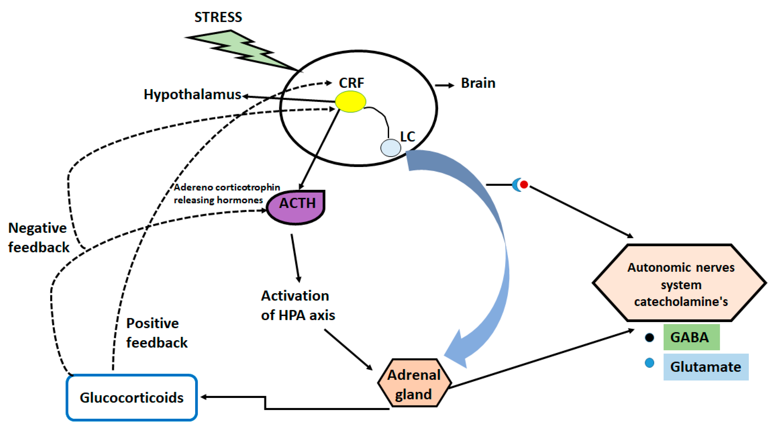 IJMS Free Full-Text Therapeutic Implications of microRNAs in Depressive Disorders A Review image