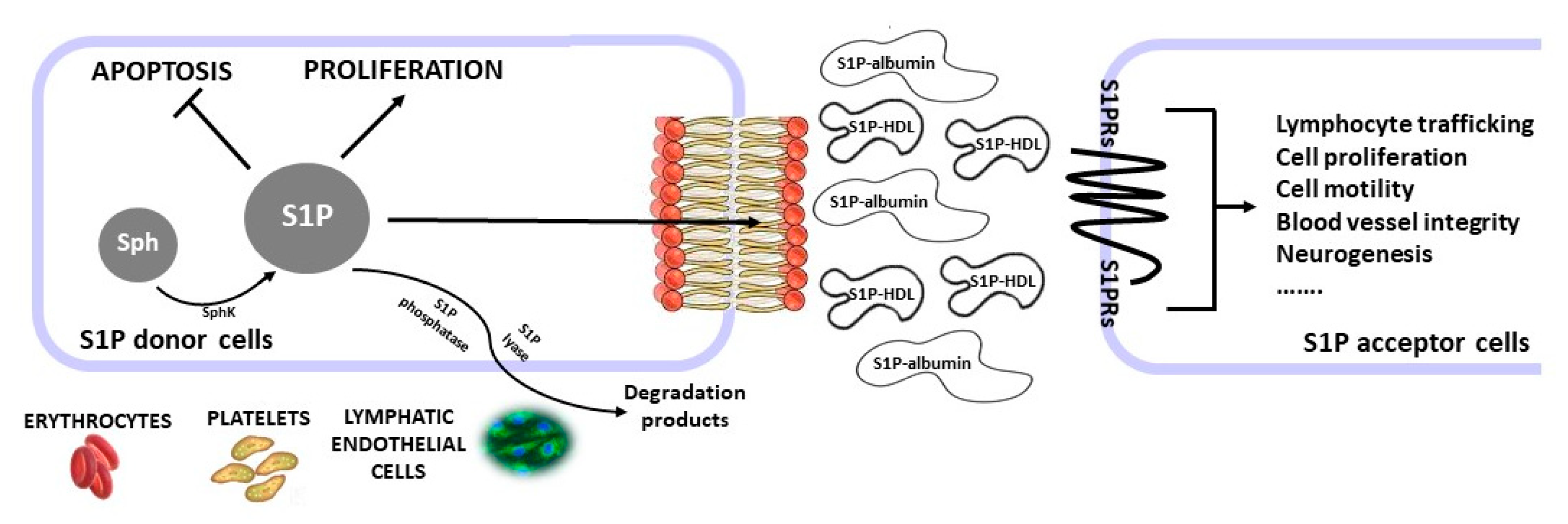 Ijms 23 13538 g001 Ijms 23 13538 g001