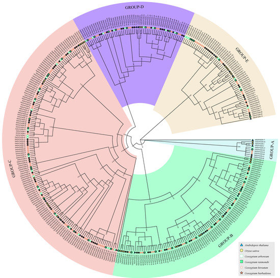 A Comprehensive Analysis of the DUF4228 Gene Family in Gossypium