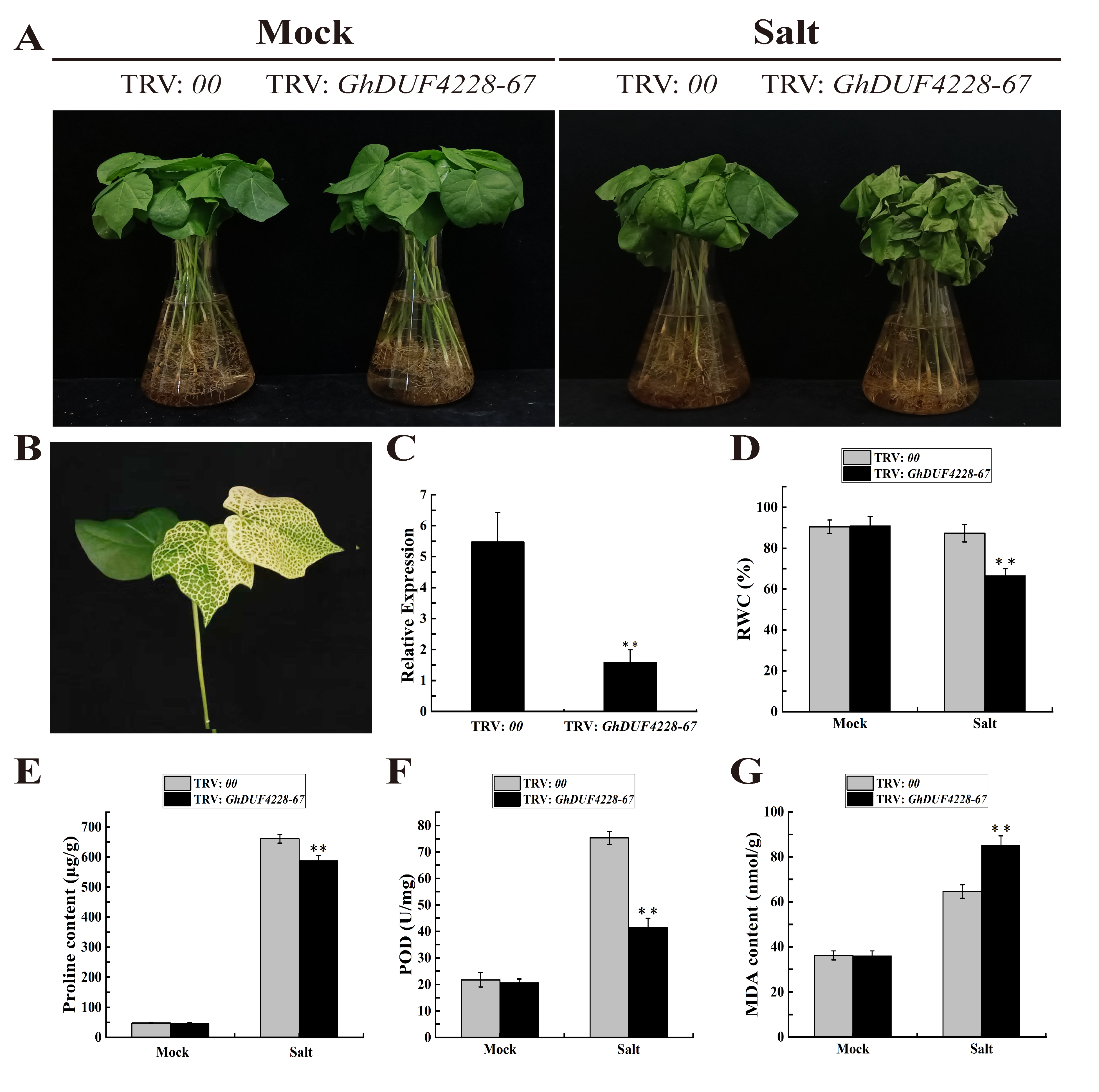 Ijms 23 13542 g008 Ijms 23 13542 g008