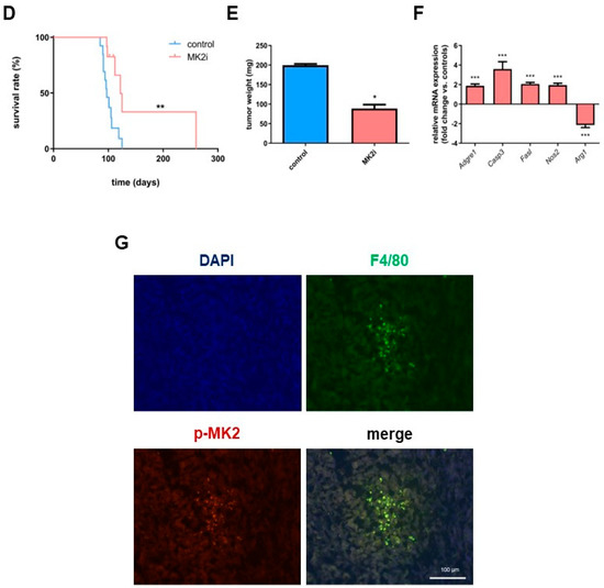 Mk2 Inhibitor MK2 Promotes the Development and Progression of Pancreatic ...