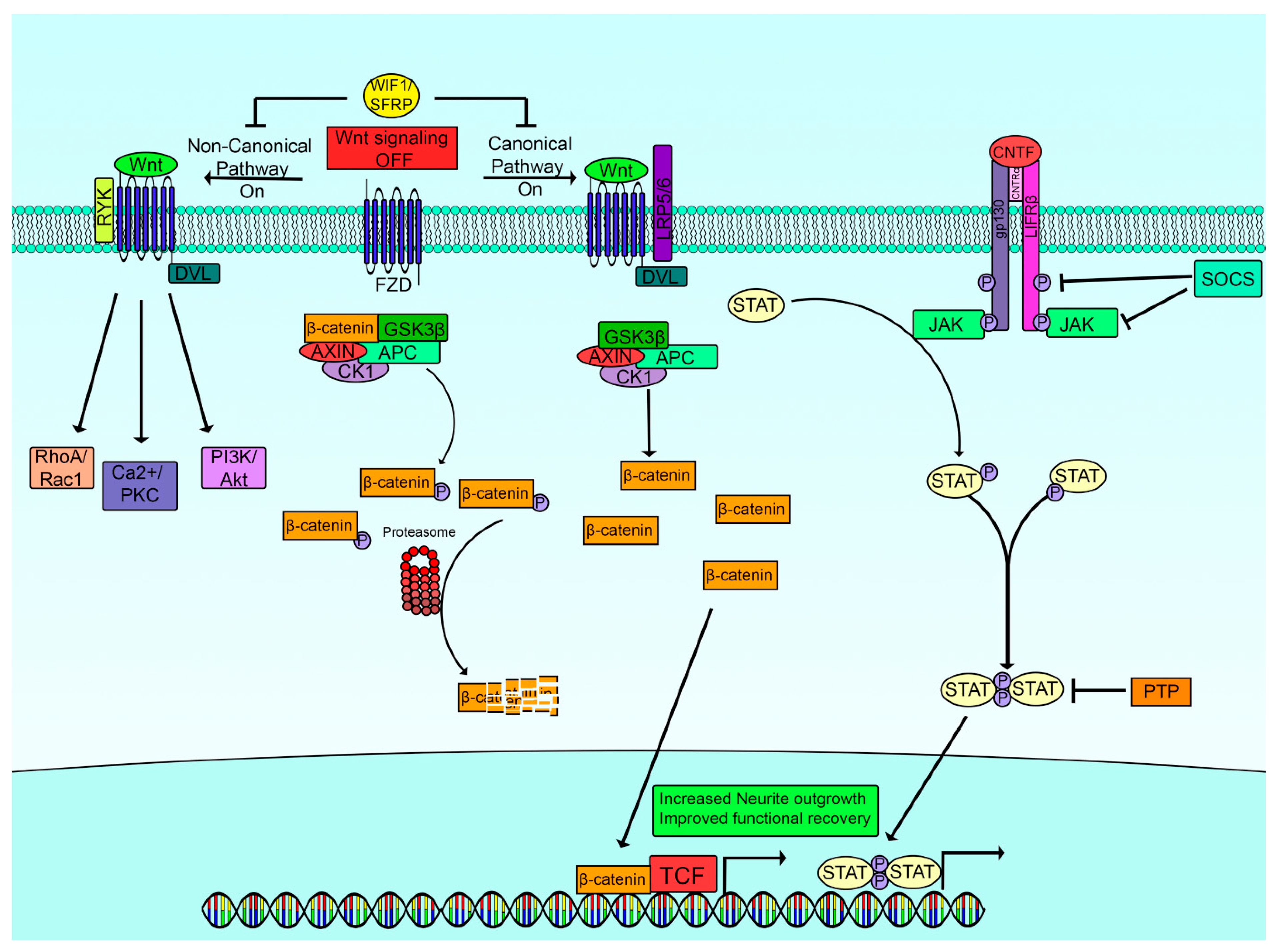 Ijms 23 13566 g003 Ijms 23 13566 g003