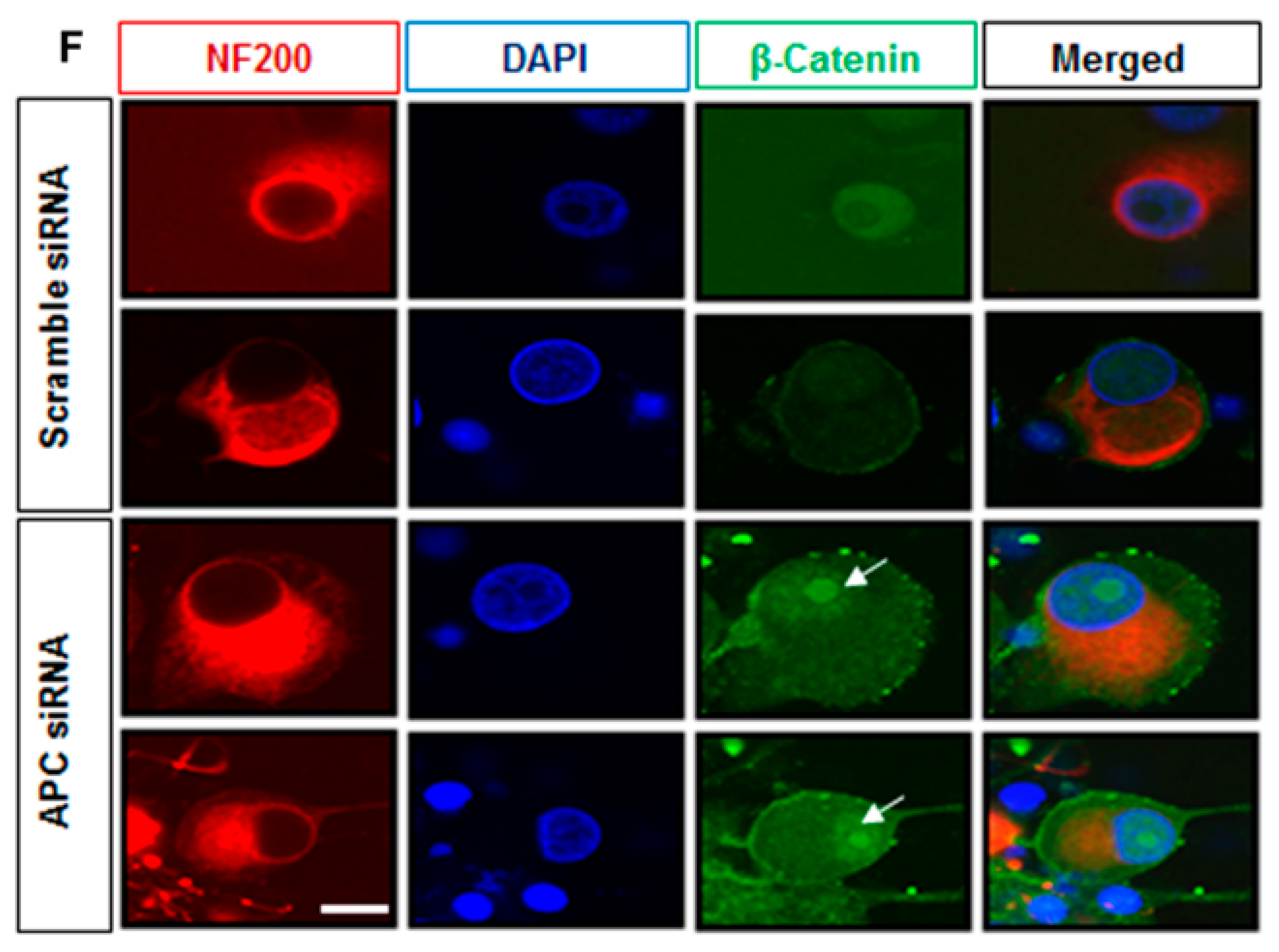 Ijms 23 13566 g006b Ijms 23 13566 g006b