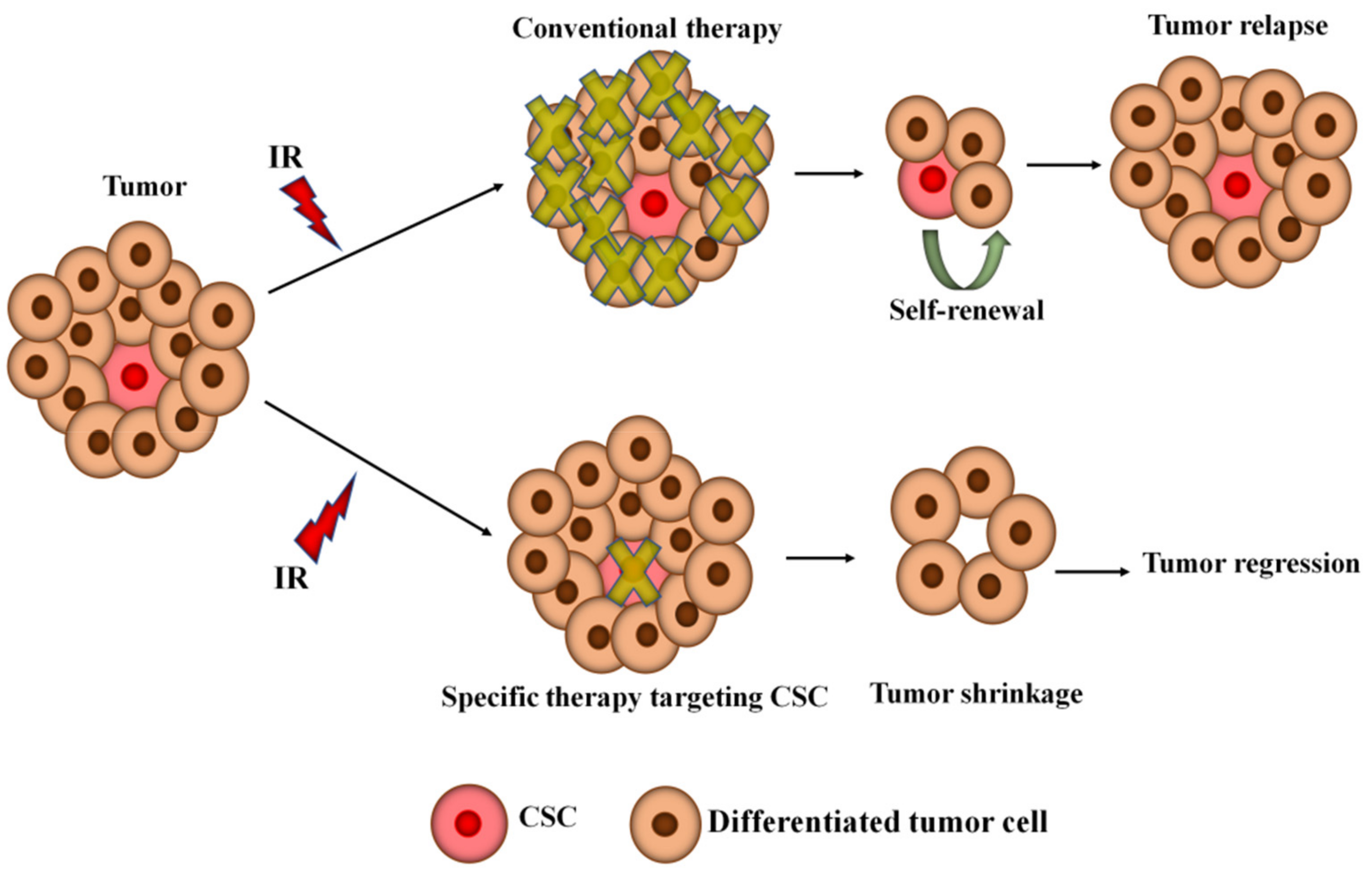 IJMS | Free Full-Text | The Molecular and Cellular Strategies of  Glioblastoma and Non-Small-Cell Lung Cancer Cells Conferring Radioresistance