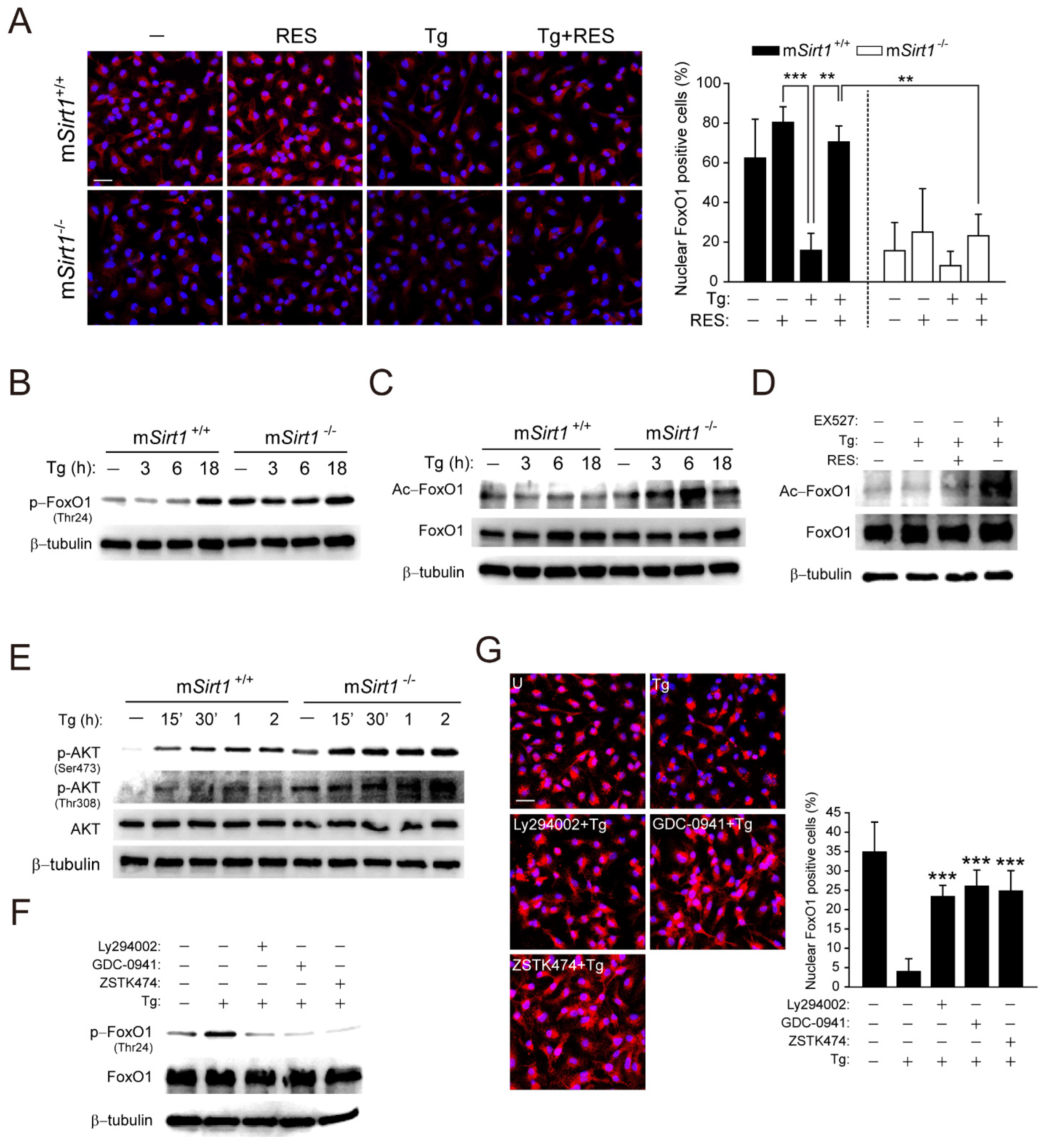 Ijms 23 13578 g004 Ijms 23 13578 g004