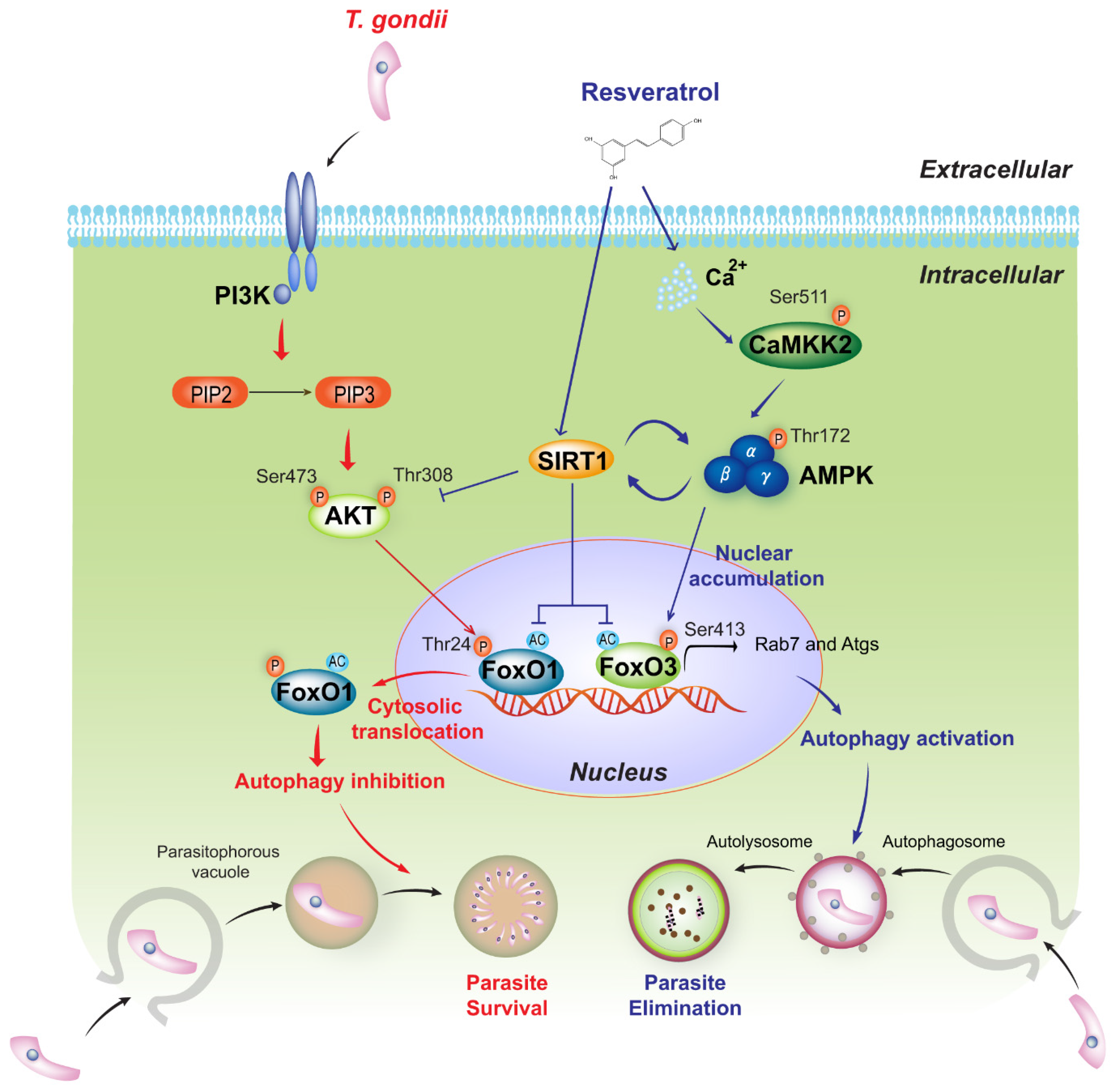 Ijms 23 13578 g007 Ijms 23 13578 g007