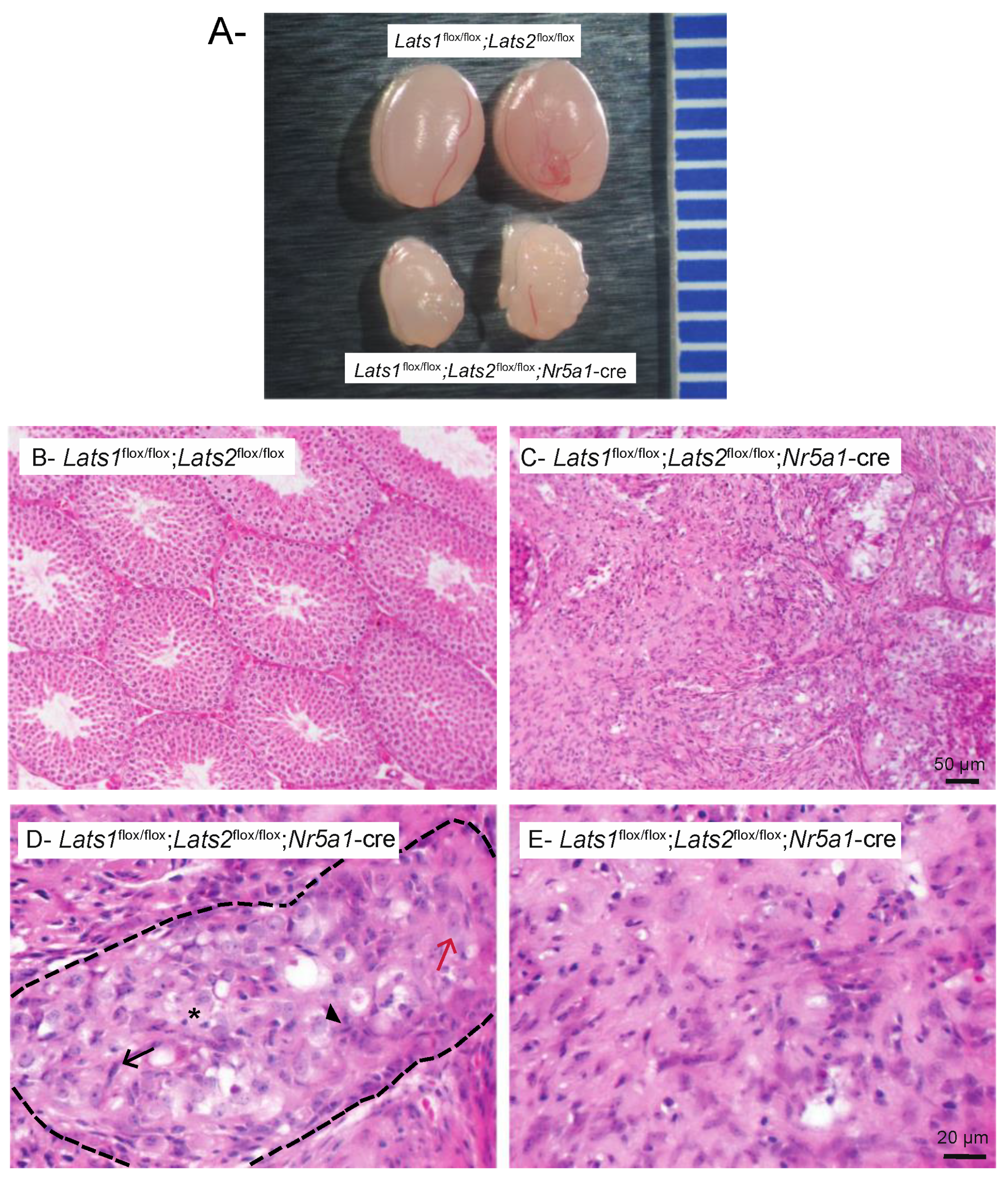 Ijms 23 13585 g001 Ijms 23 13585 g001