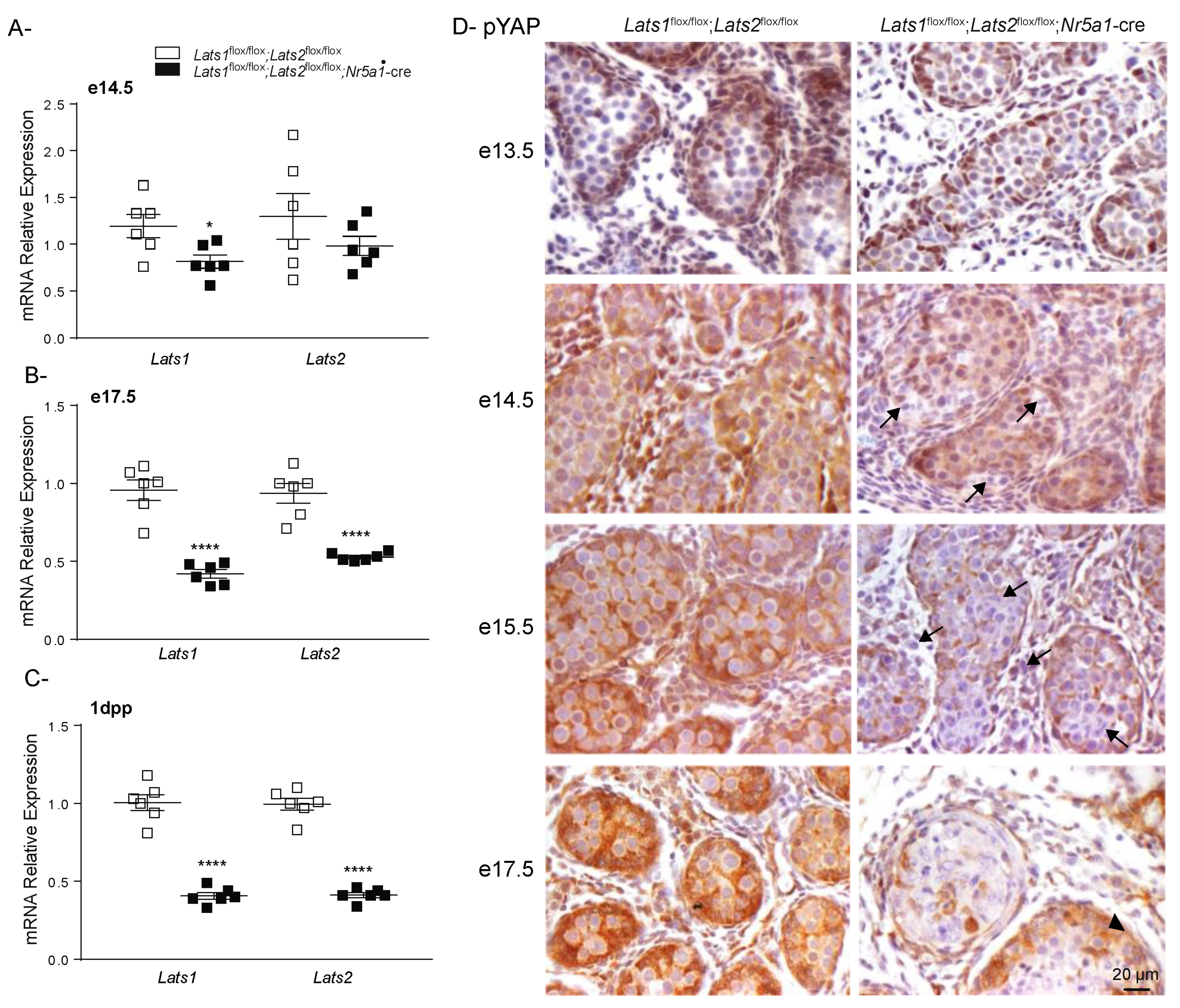 Ijms 23 13585 g003 Ijms 23 13585 g003