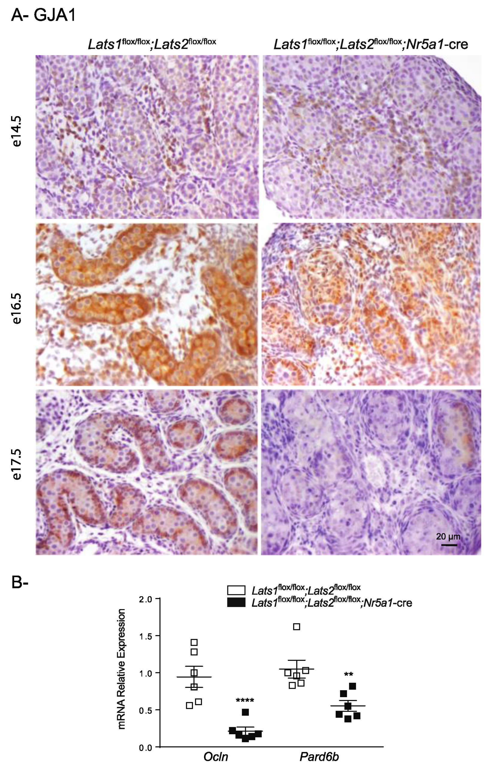 Ijms 23 13585 g005 Ijms 23 13585 g005