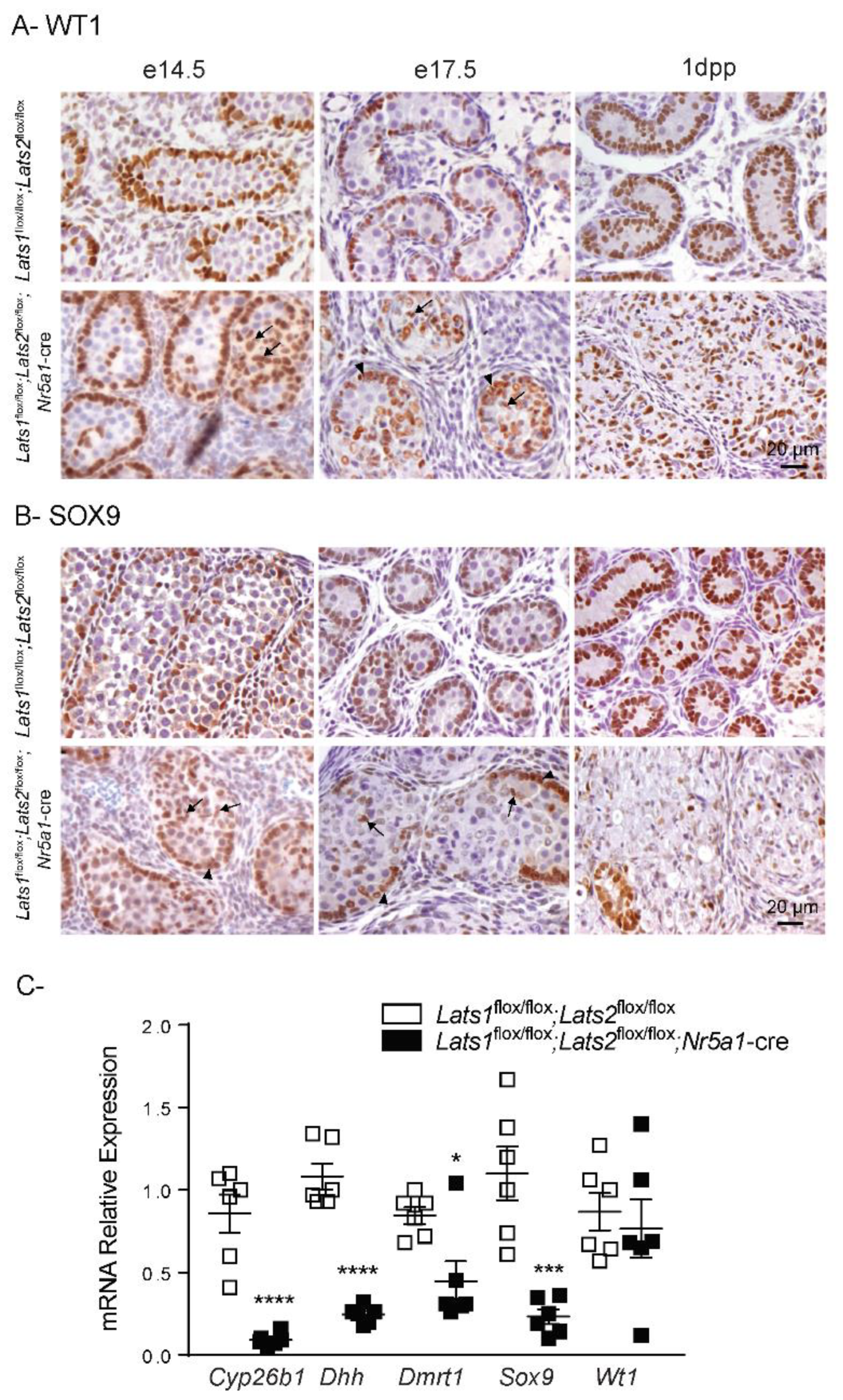 Ijms 23 13585 g006 Ijms 23 13585 g006