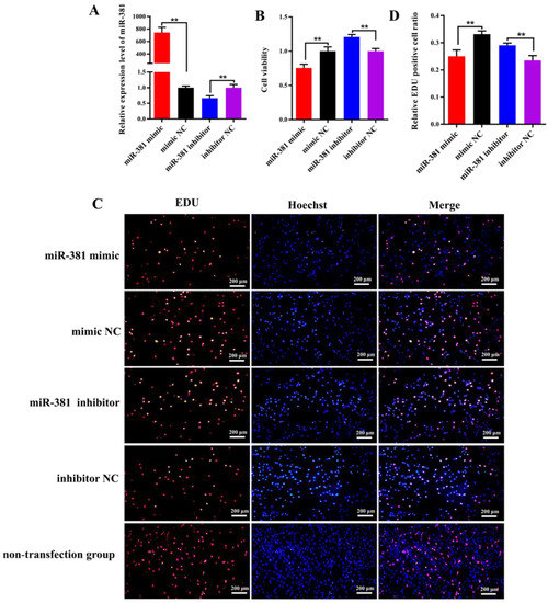 MicroRNA-381 Regulates Proliferation and Differentiation of
