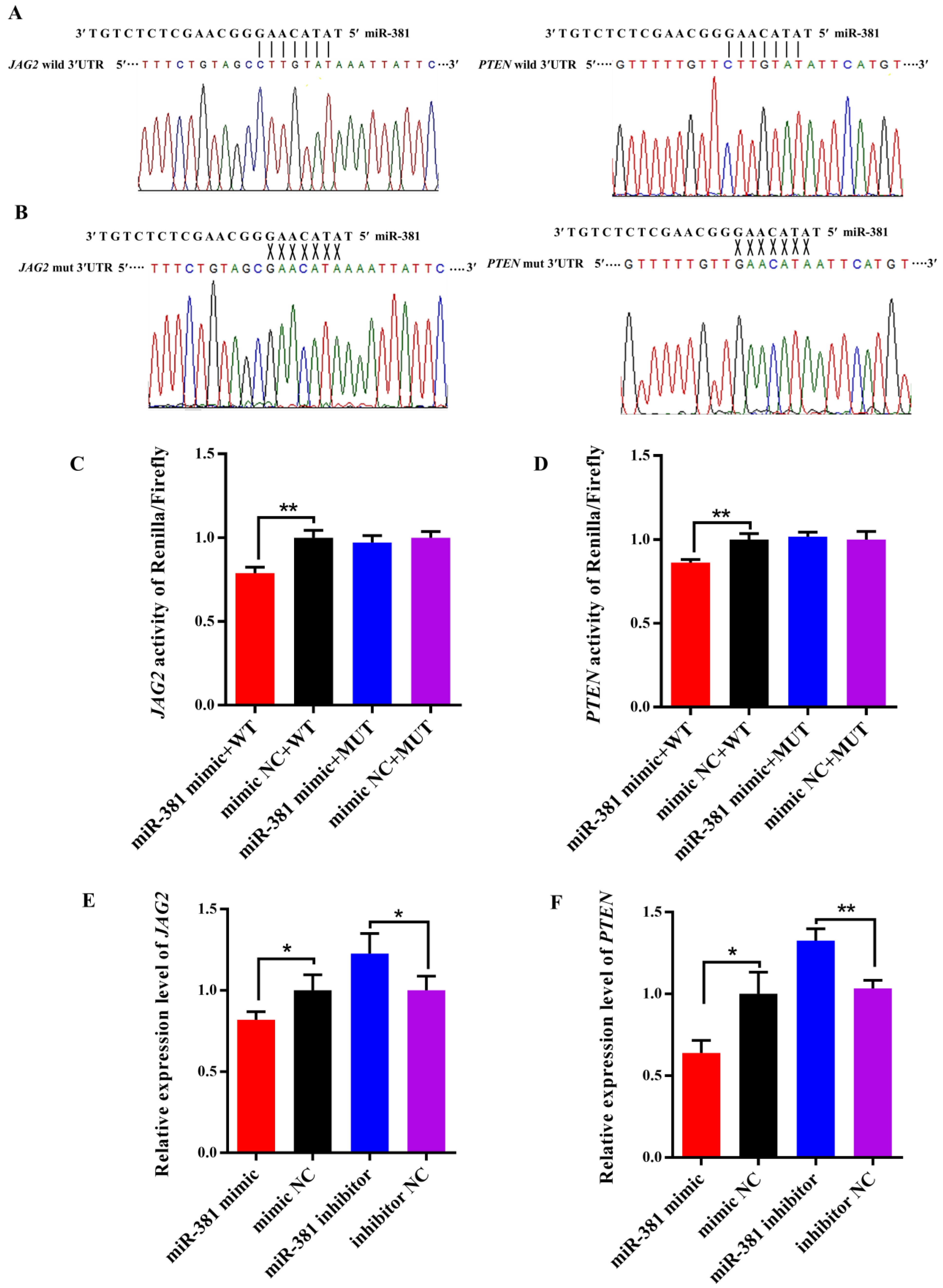 MicroRNA-381 Regulates Proliferation and Differentiation of
