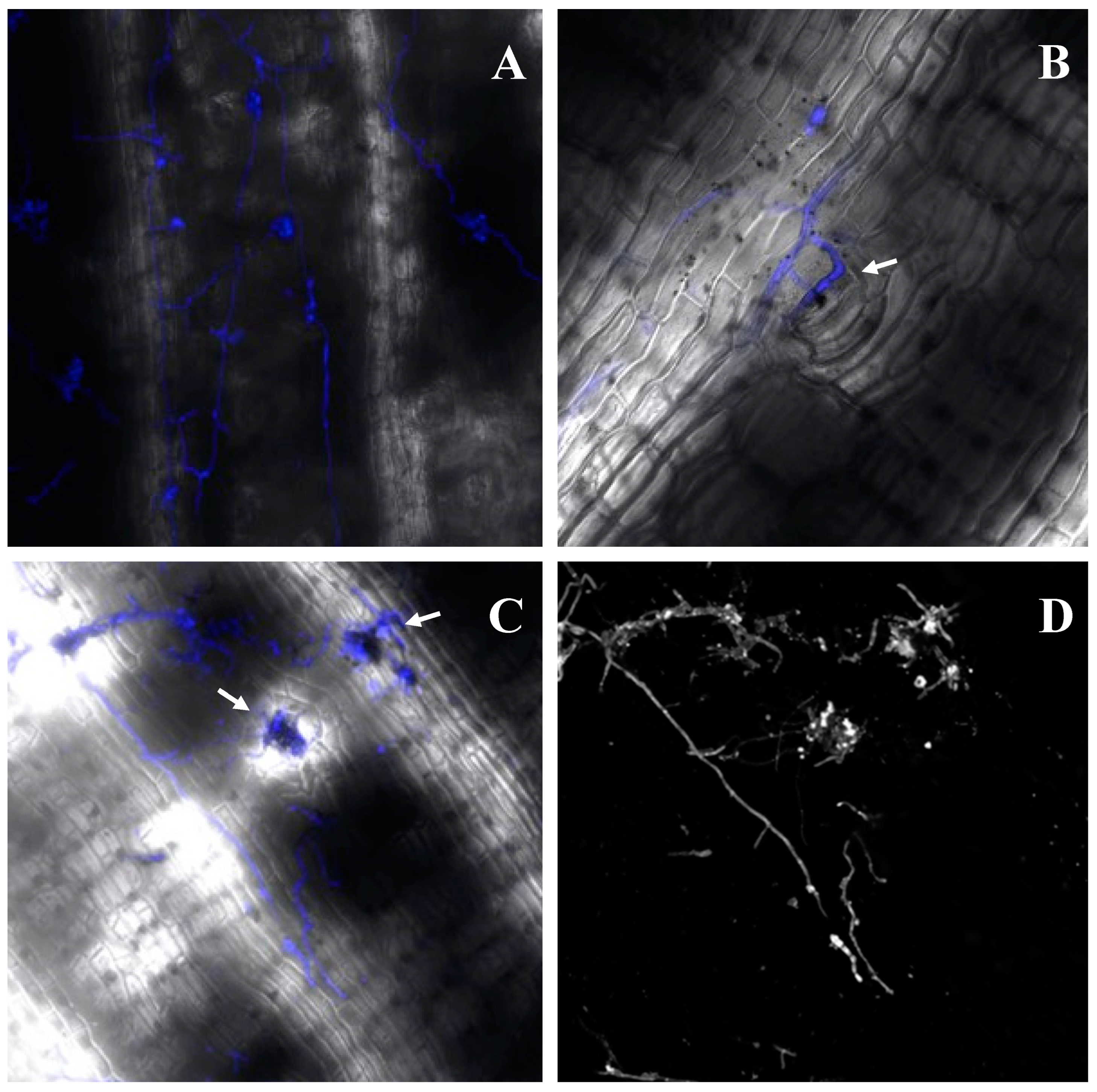 Ijms 23 13589 g001 Ijms 23 13589 g001