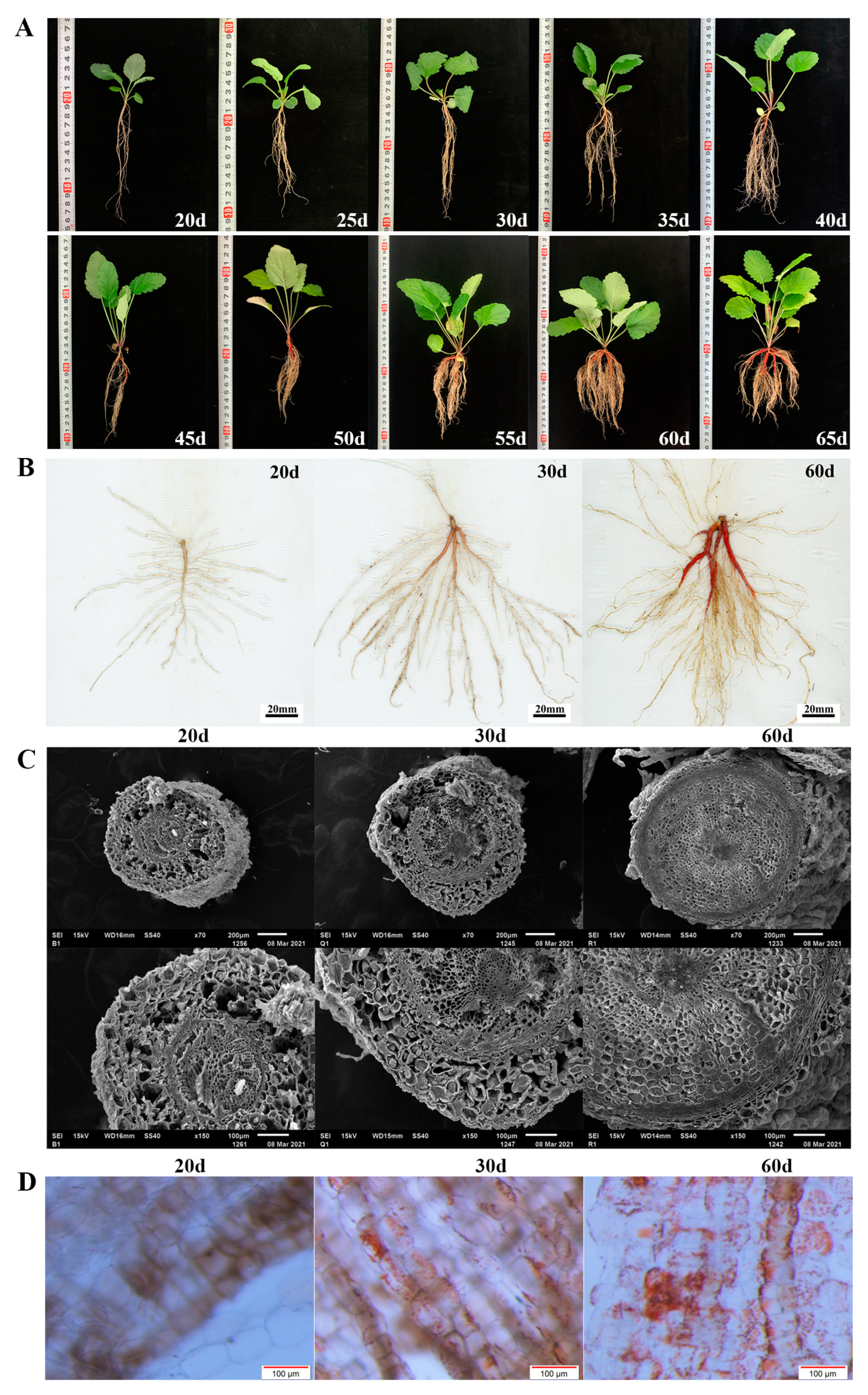 Ijms 23 13607 g001 Ijms 23 13607 g001