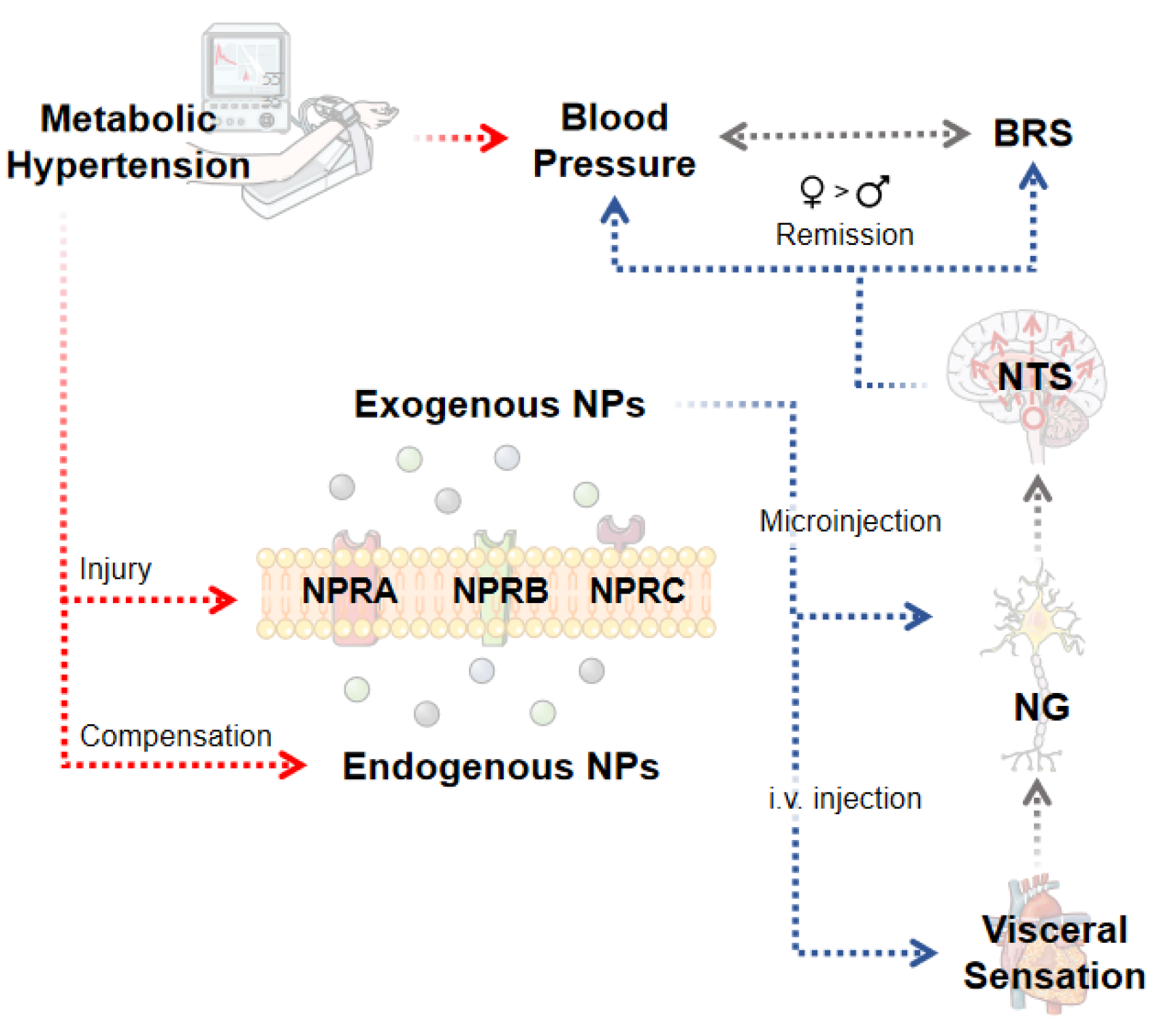 Ijms 23 13619 g007 Ijms 23 13619 g007