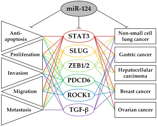 good thinking Cuproptosis as a Potential Therapeutic Target for Steatotic