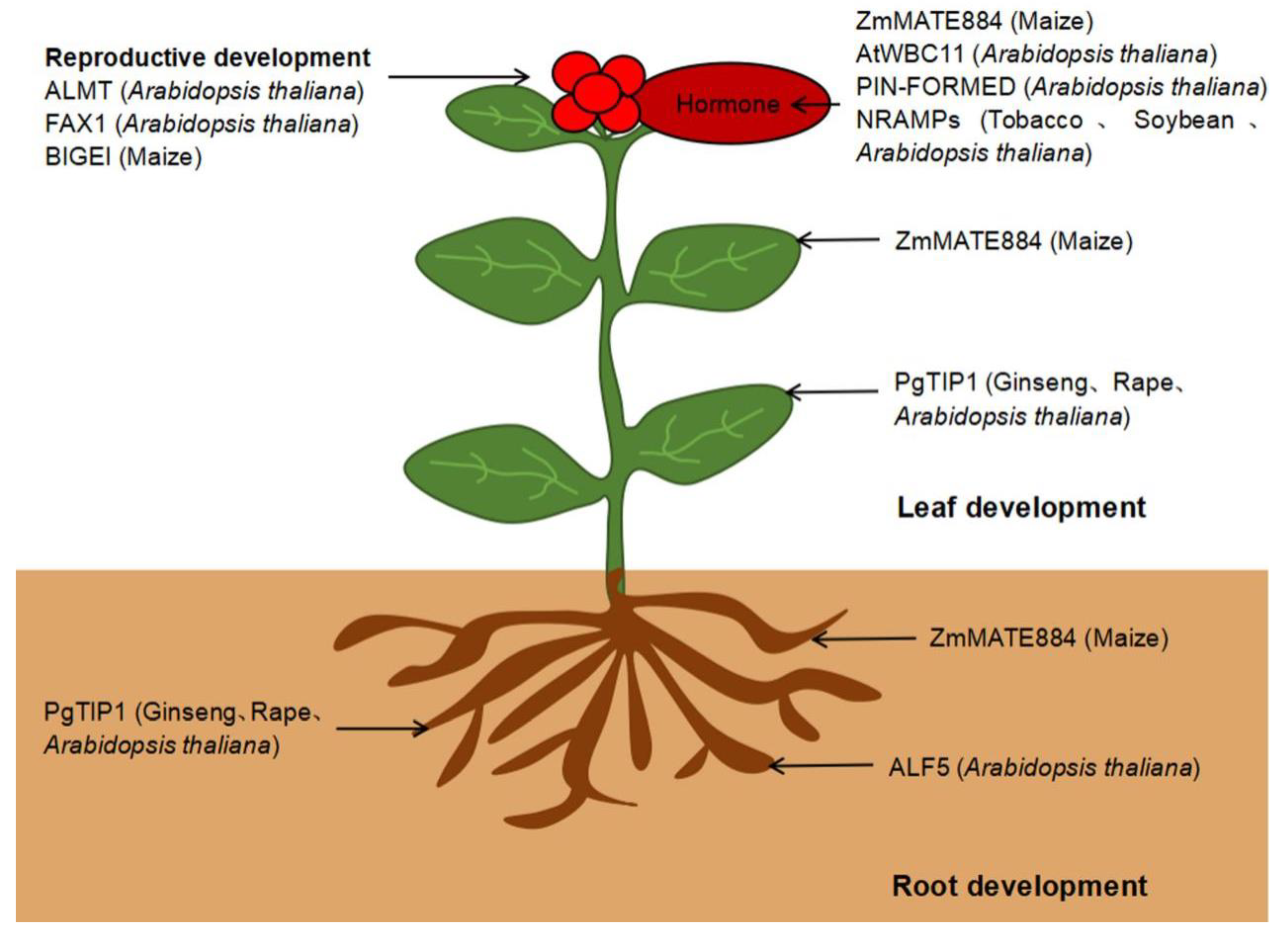 Ijms 23 13627 g002 Ijms 23 13627 g002