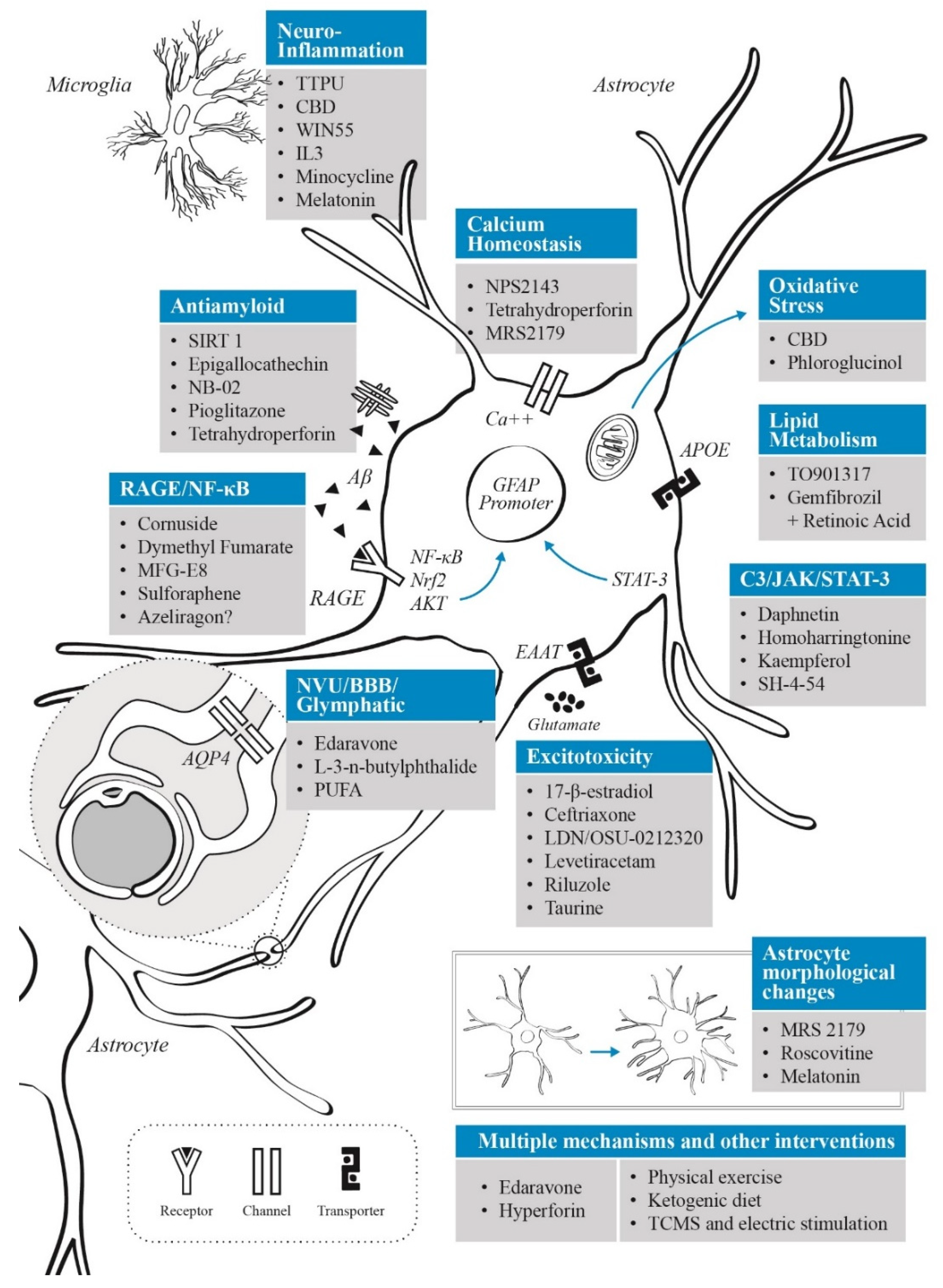 Multiple forms of working memory emerge from synapse–astrocyte interactions  in a neuron–glia network model