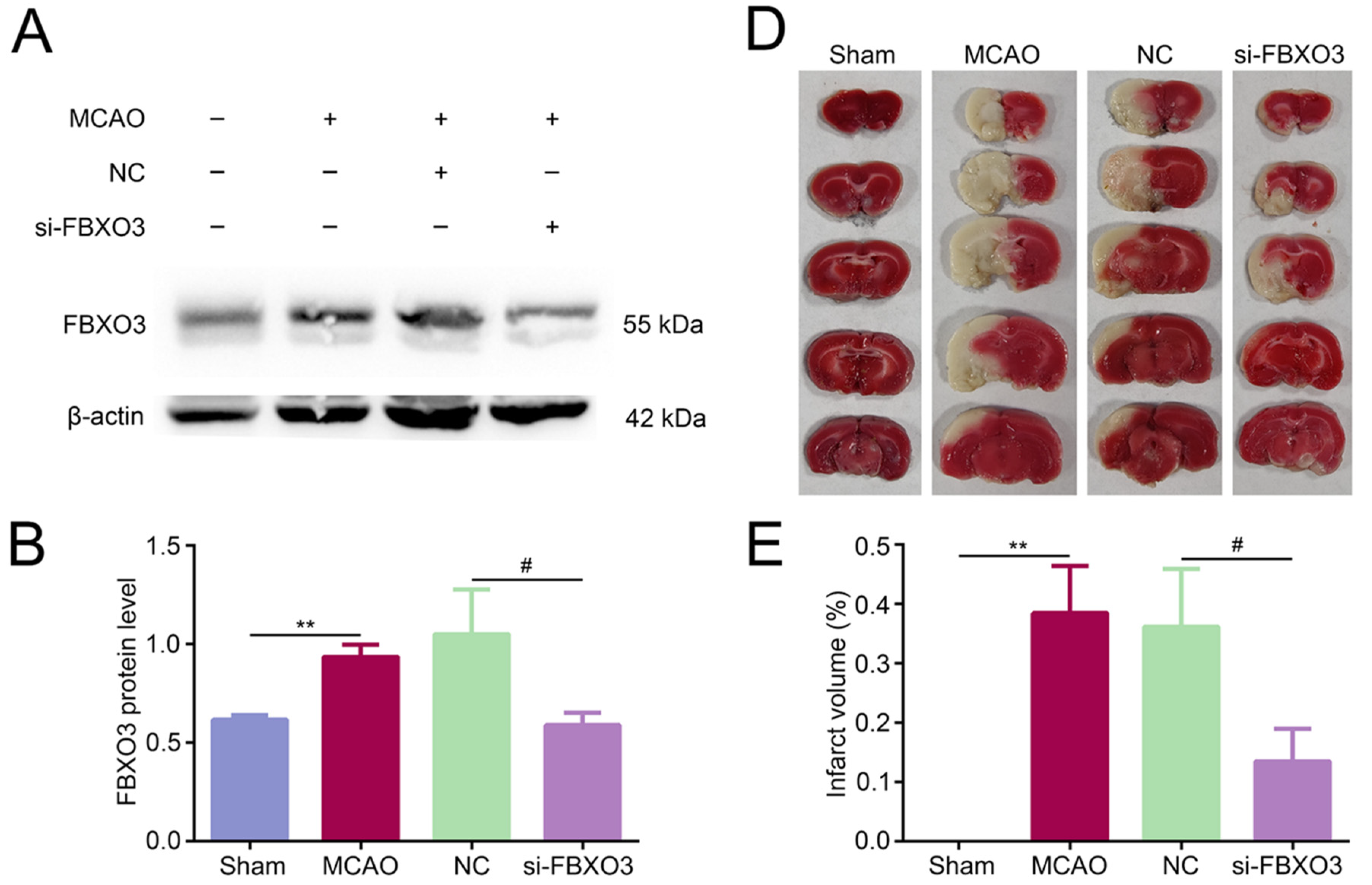 Ijms 23 13648 g002a Ijms 23 13648 g002a