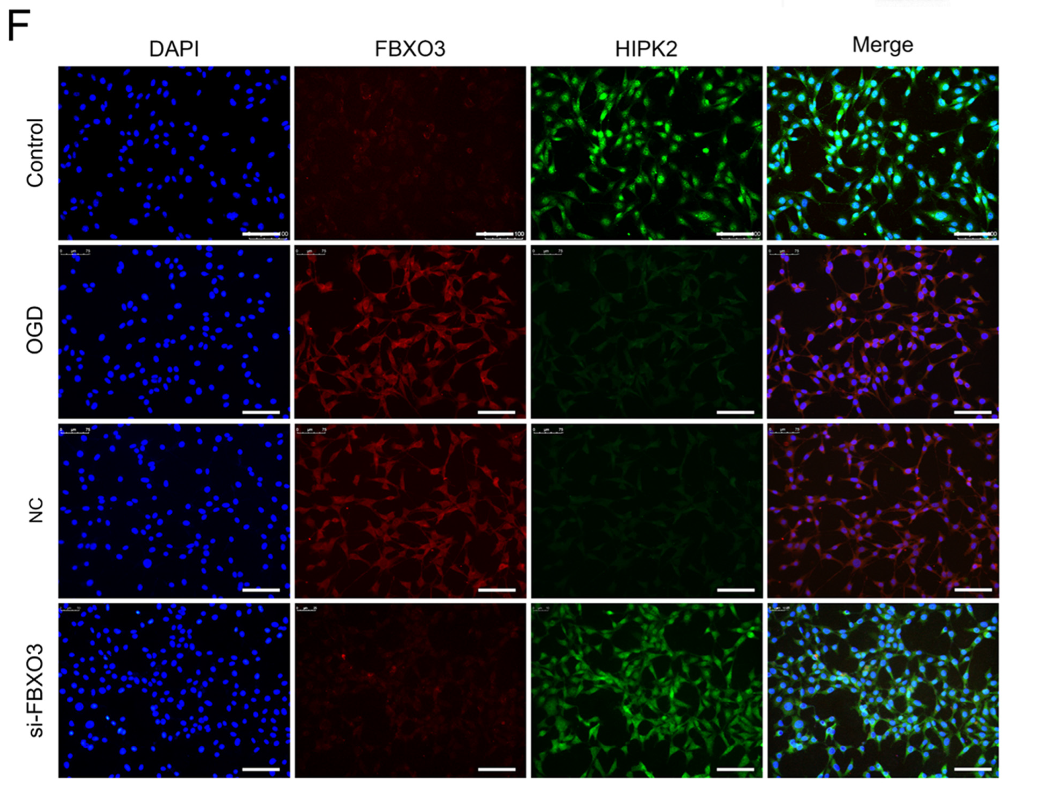 Ijms 23 13648 g006b Ijms 23 13648 g006b