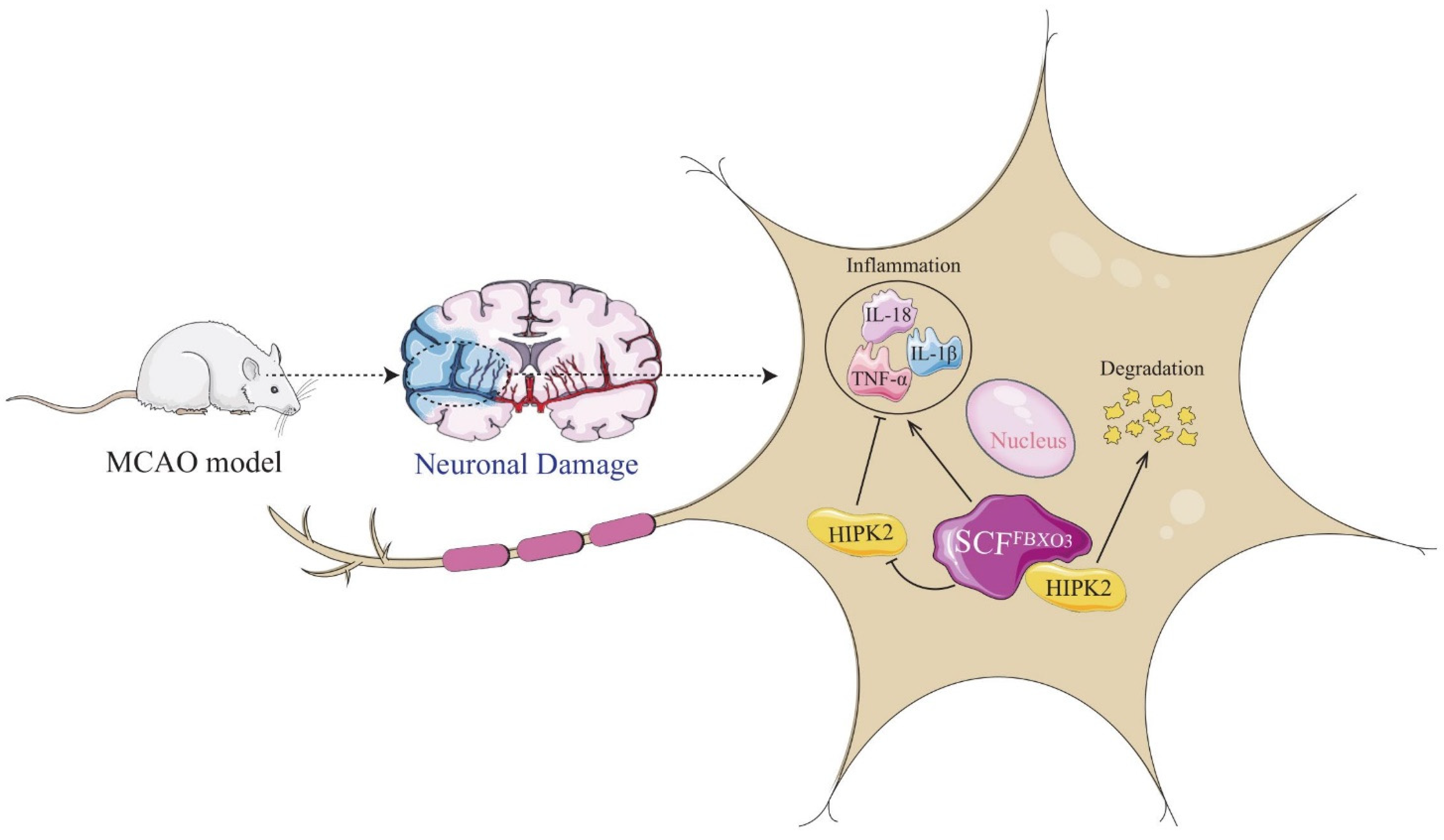 Ijms 23 13648 g007 Ijms 23 13648 g007