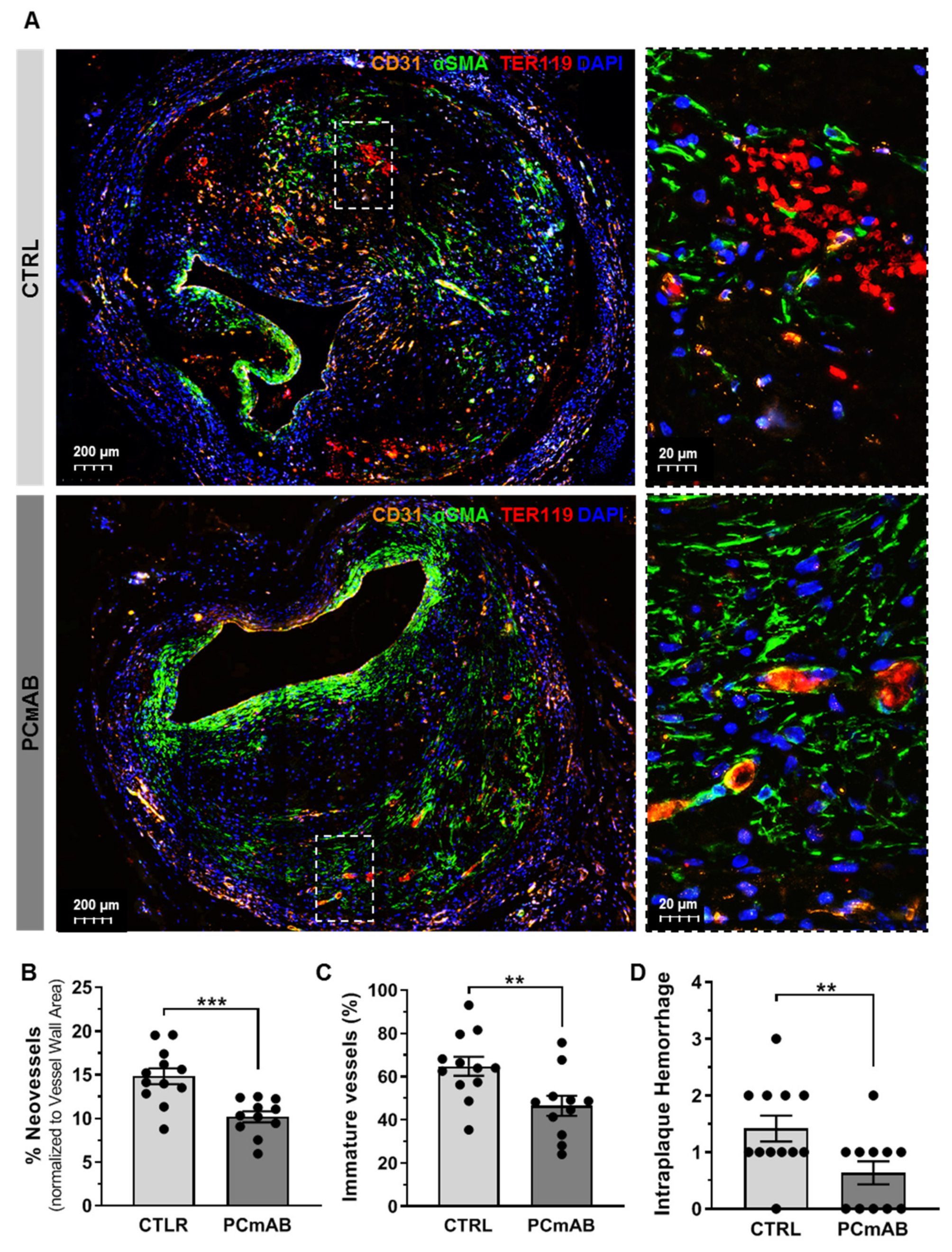 Ijms 23 13662 g004 Ijms 23 13662 g004