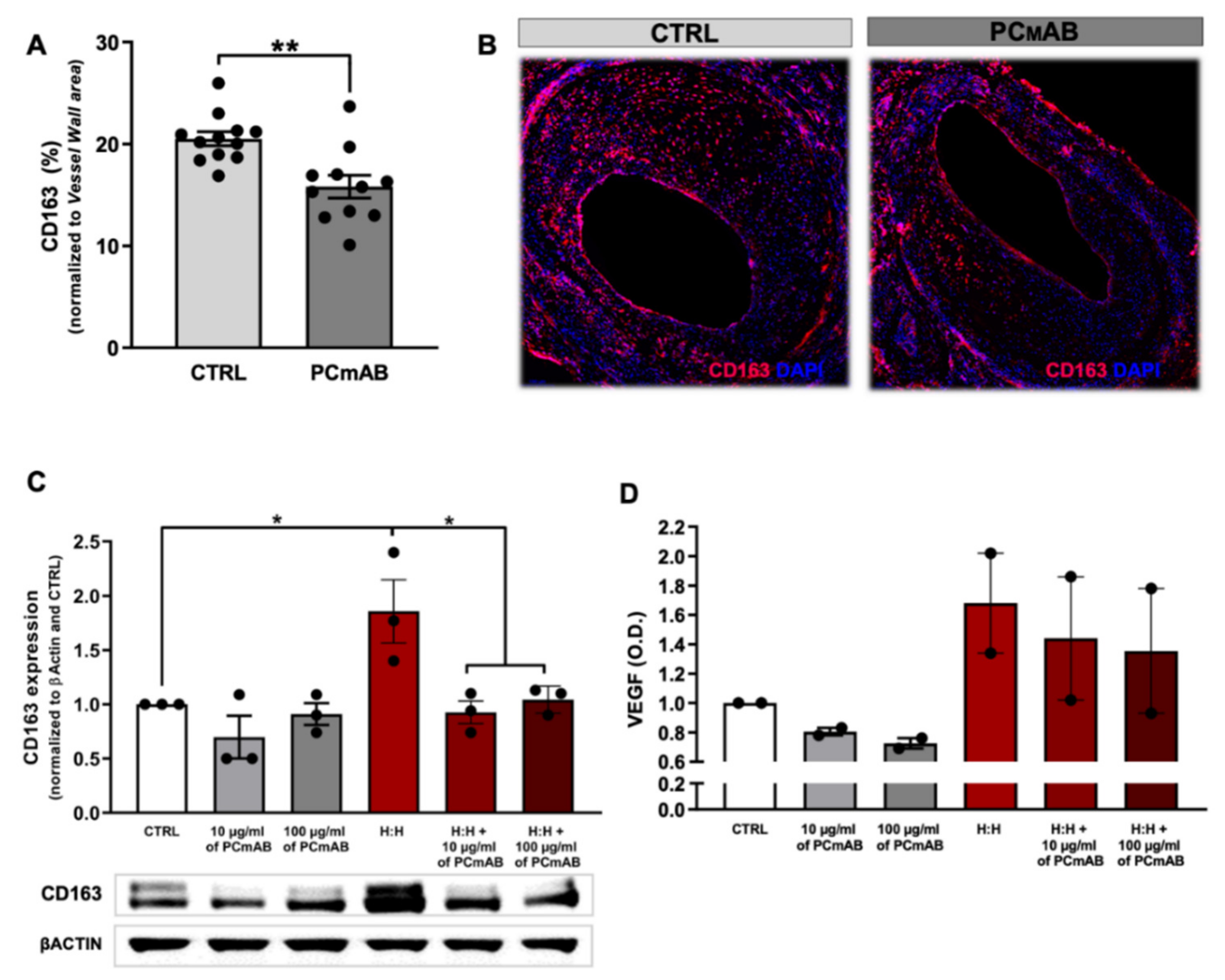 Ijms 23 13662 g006 Ijms 23 13662 g006