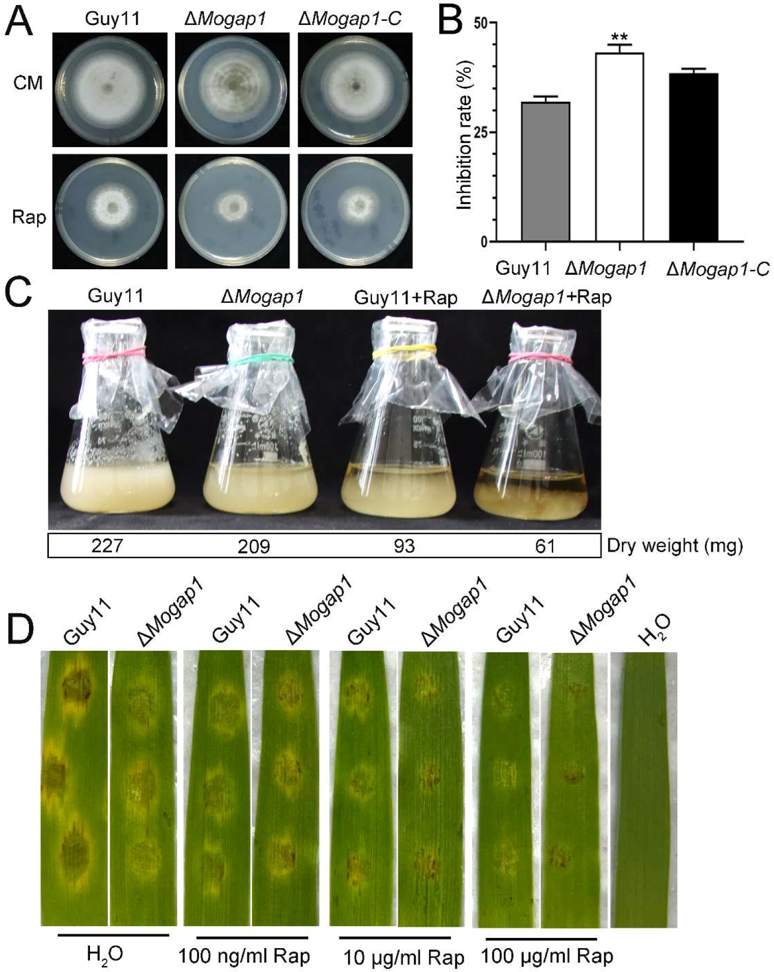 Ijms 23 13663 g003 Ijms 23 13663 g003