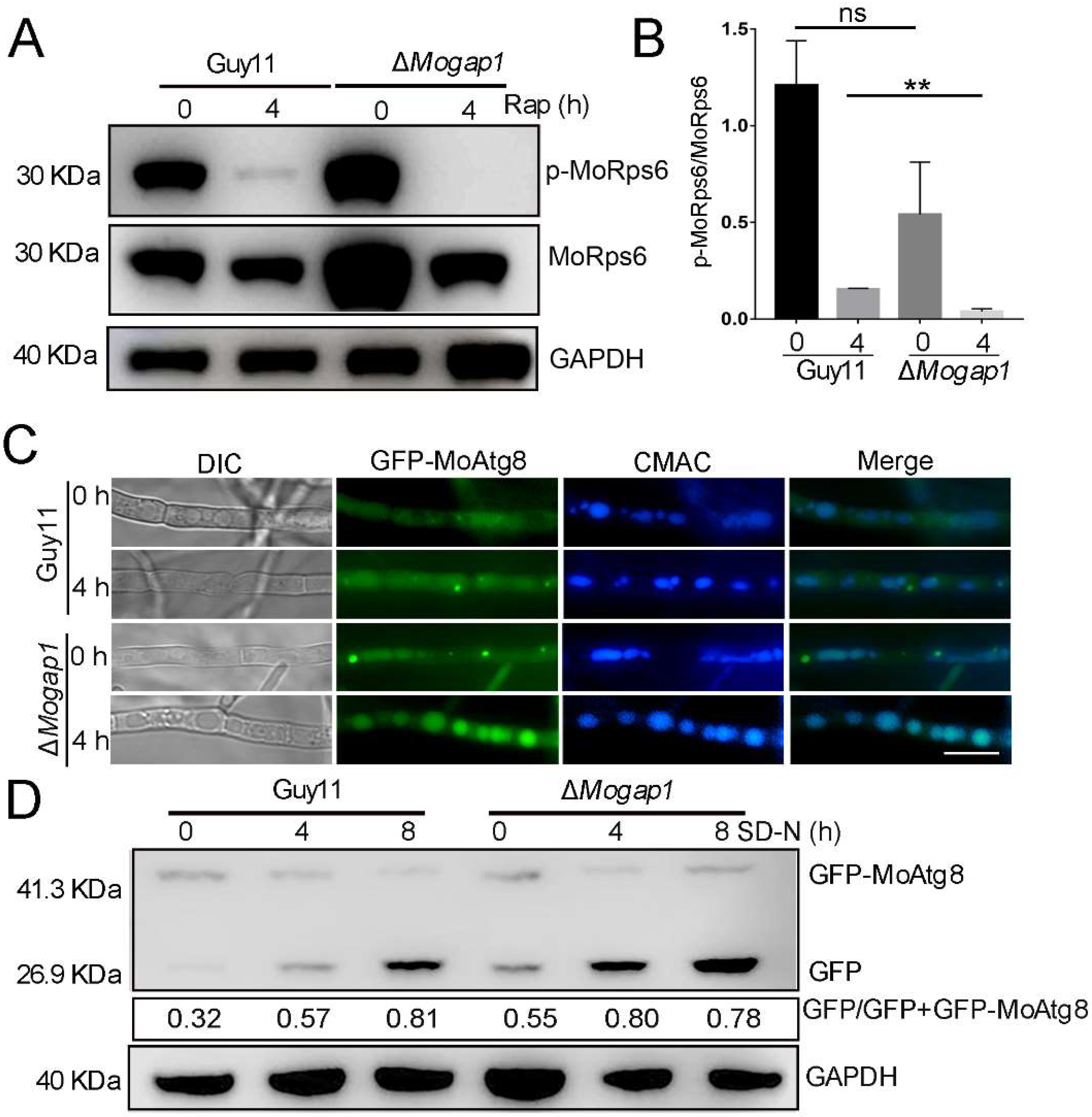 Ijms 23 13663 g004 Ijms 23 13663 g004
