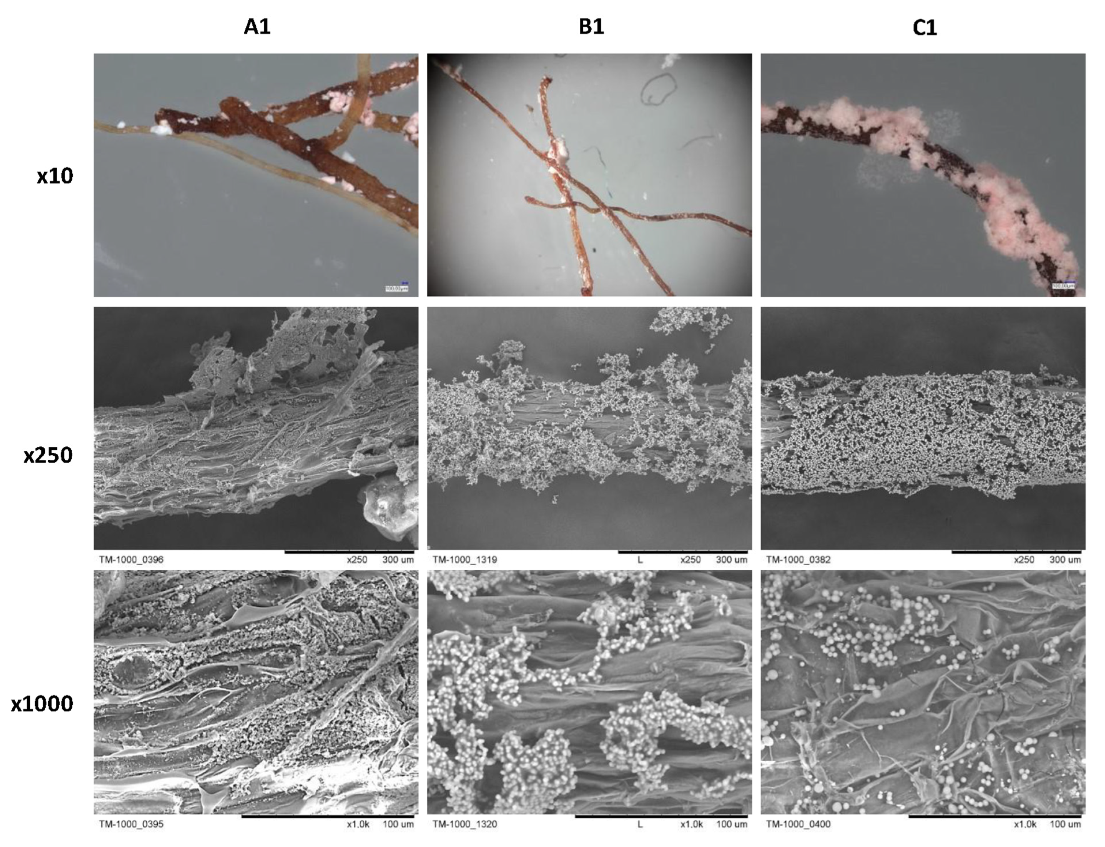 Ijms 23 13669 g011 Ijms 23 13669 g011