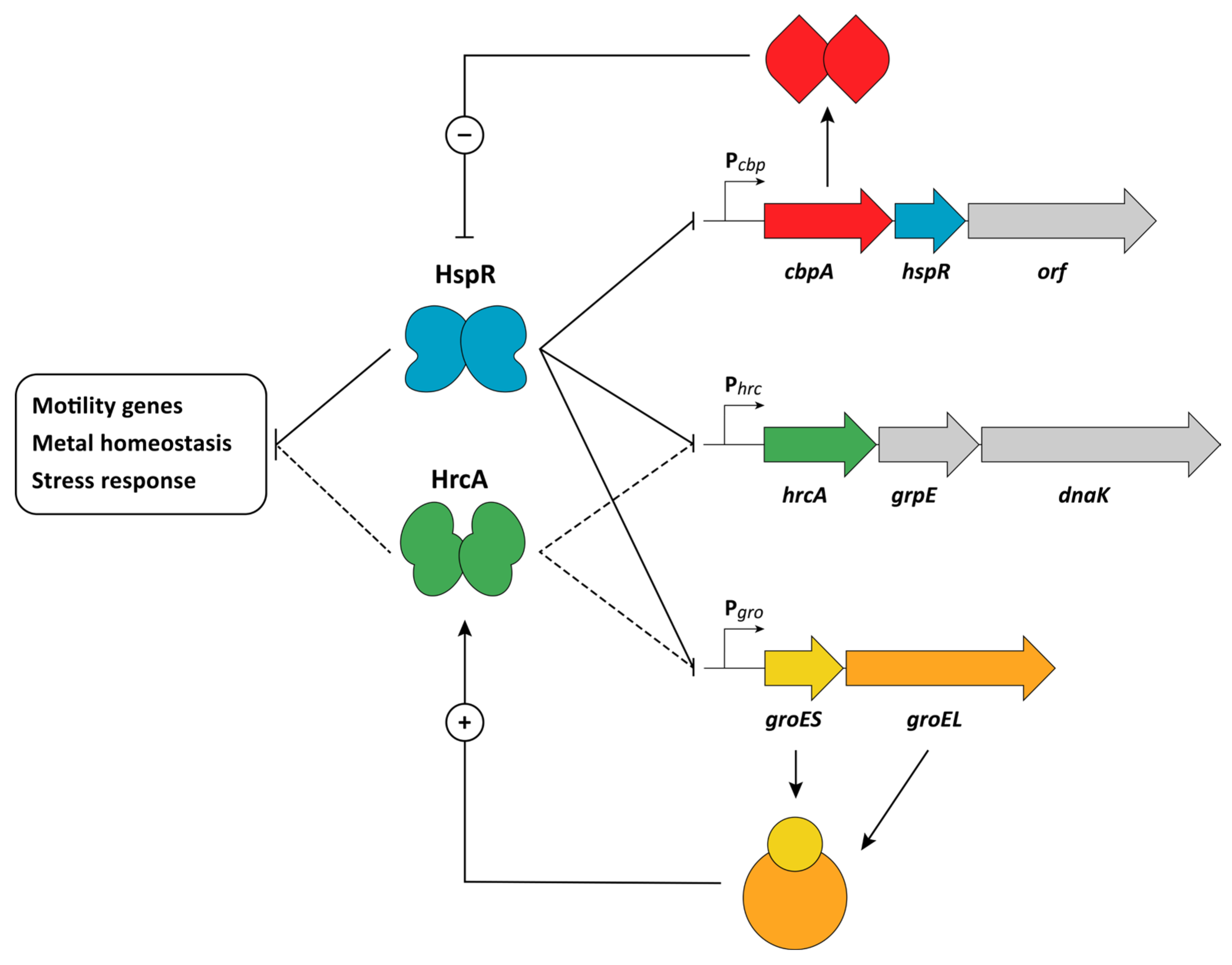Transcriptional control of aspartate kinase expression during