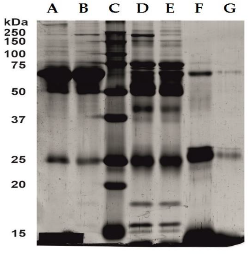 Ijms 23 13692 g005 Ijms 23 13692 g005