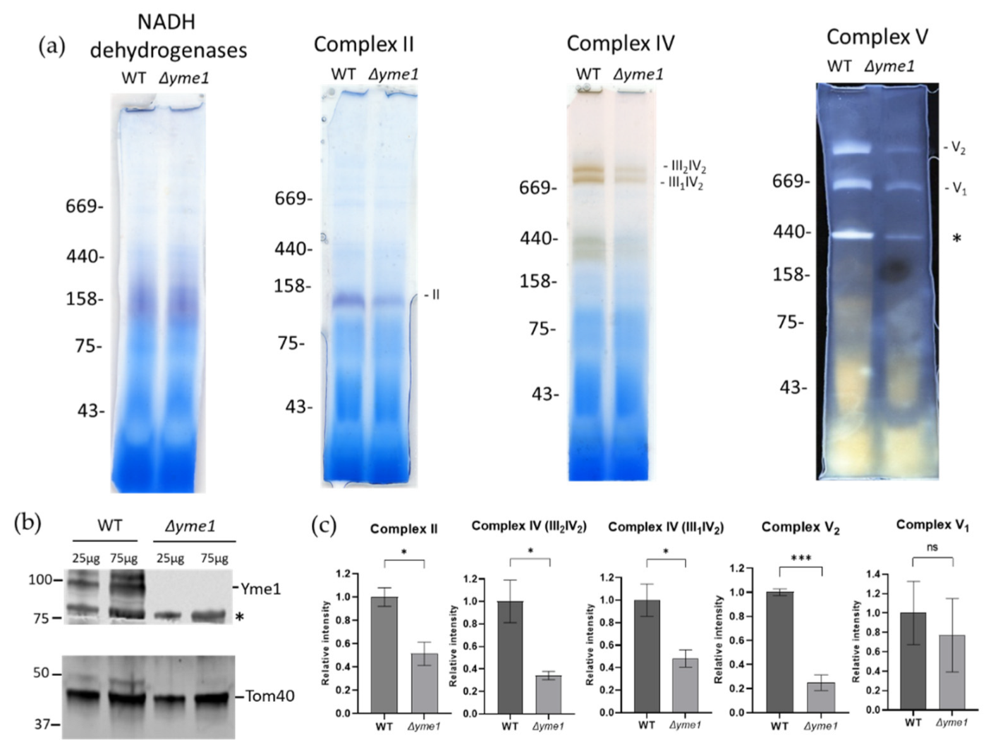 Ijms 23 13694 g007 Ijms 23 13694 g007