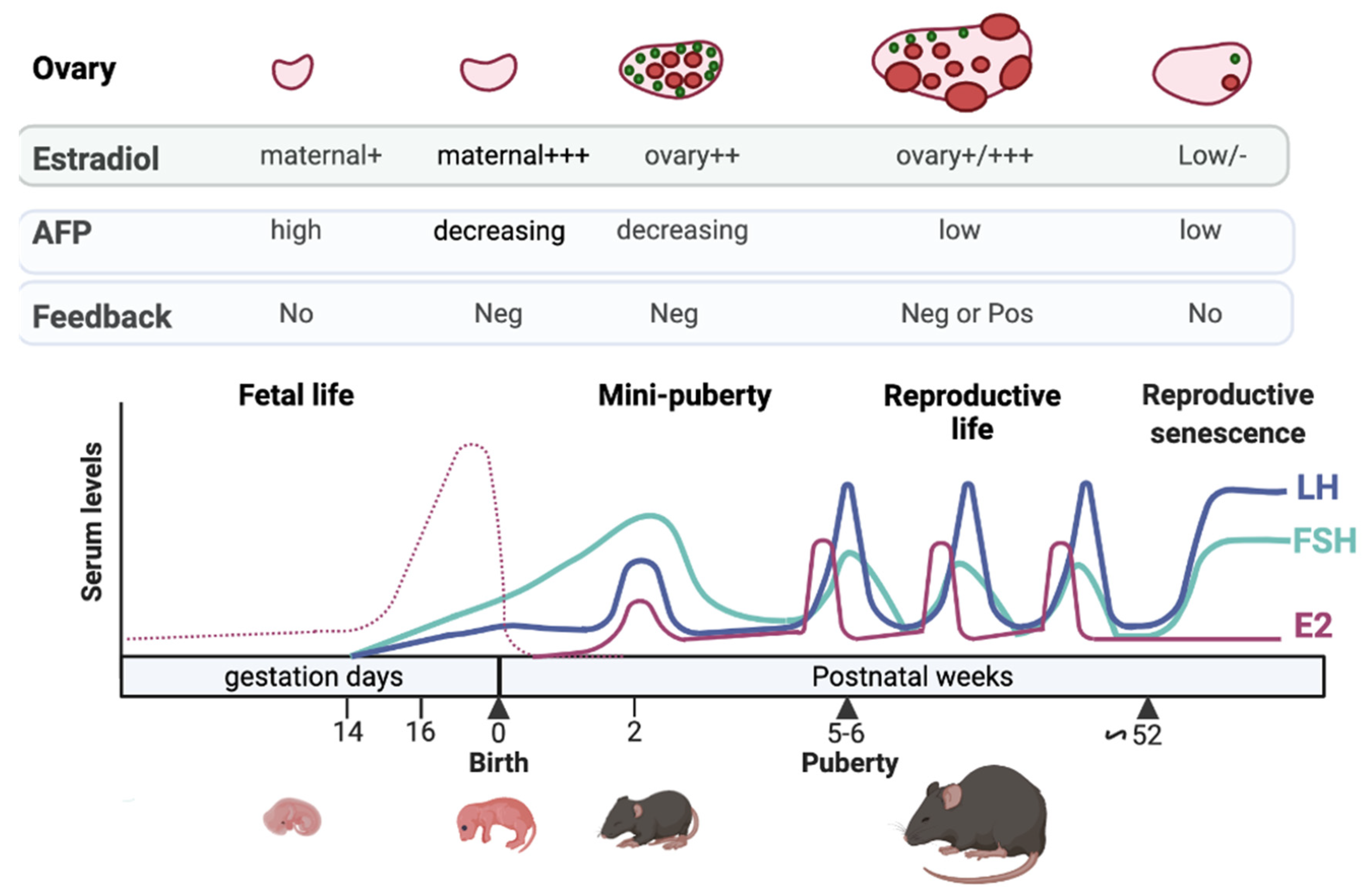 IJMS Free Full Text Deciphering The Roles Regulation Of Estradiol ijms-free-full-text-deciphering-the-roles-regulation-of-estradiol
